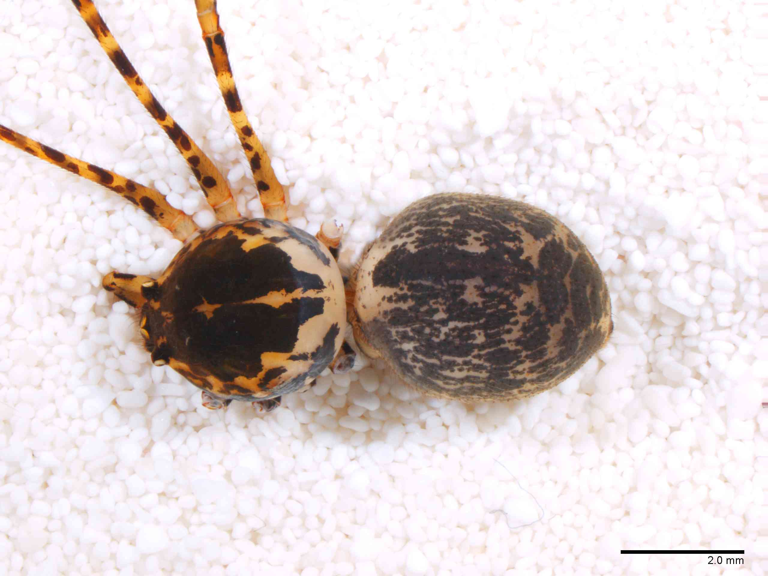 SCYTOD0137fphabdTXV601_10X_Z12.jpg