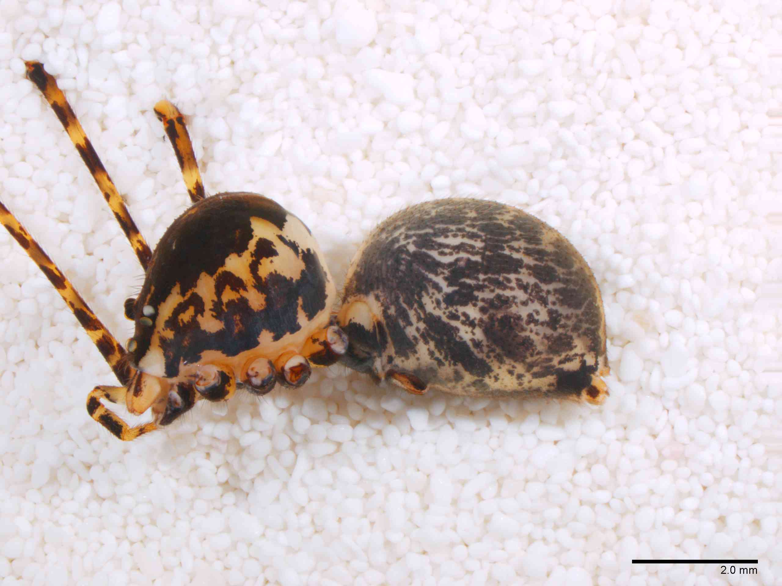 SCYTOD0137fphablTXV601_10X_Z12.jpg
