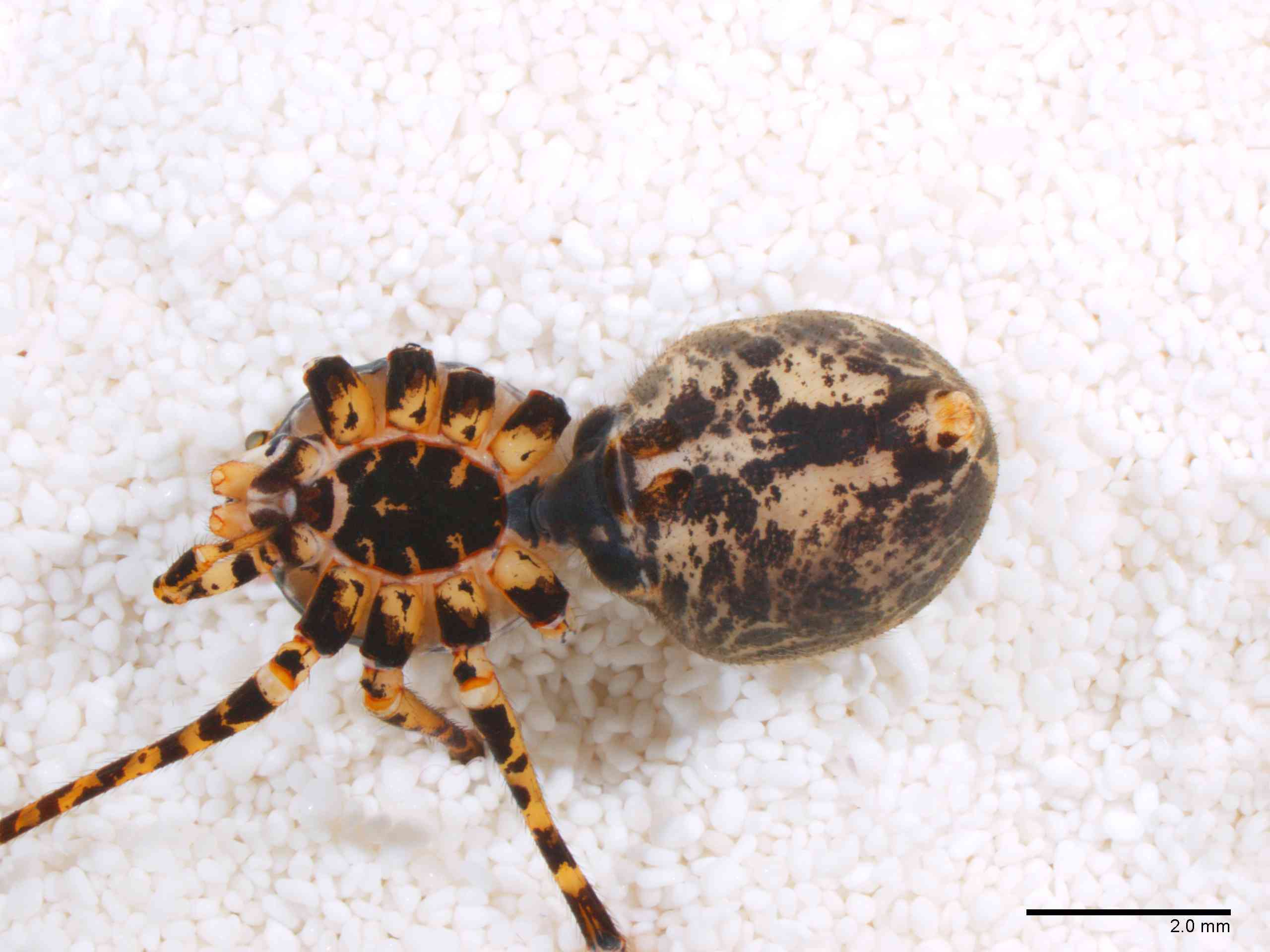 SCYTOD0137fphabvTXV601_10X_Z12.jpg