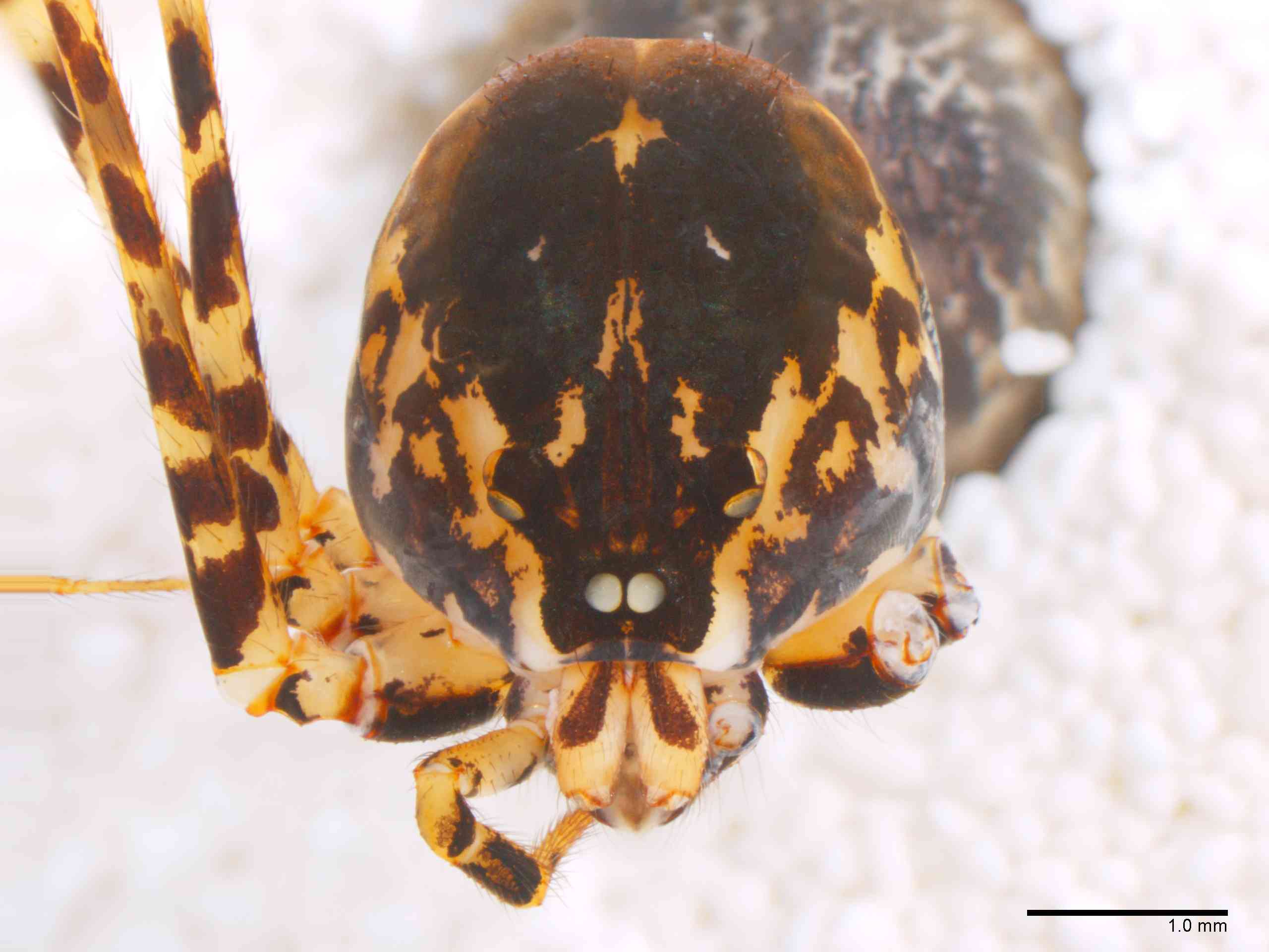SCYTOD0137fpprsaTXV601_20X_Z12.jpg
