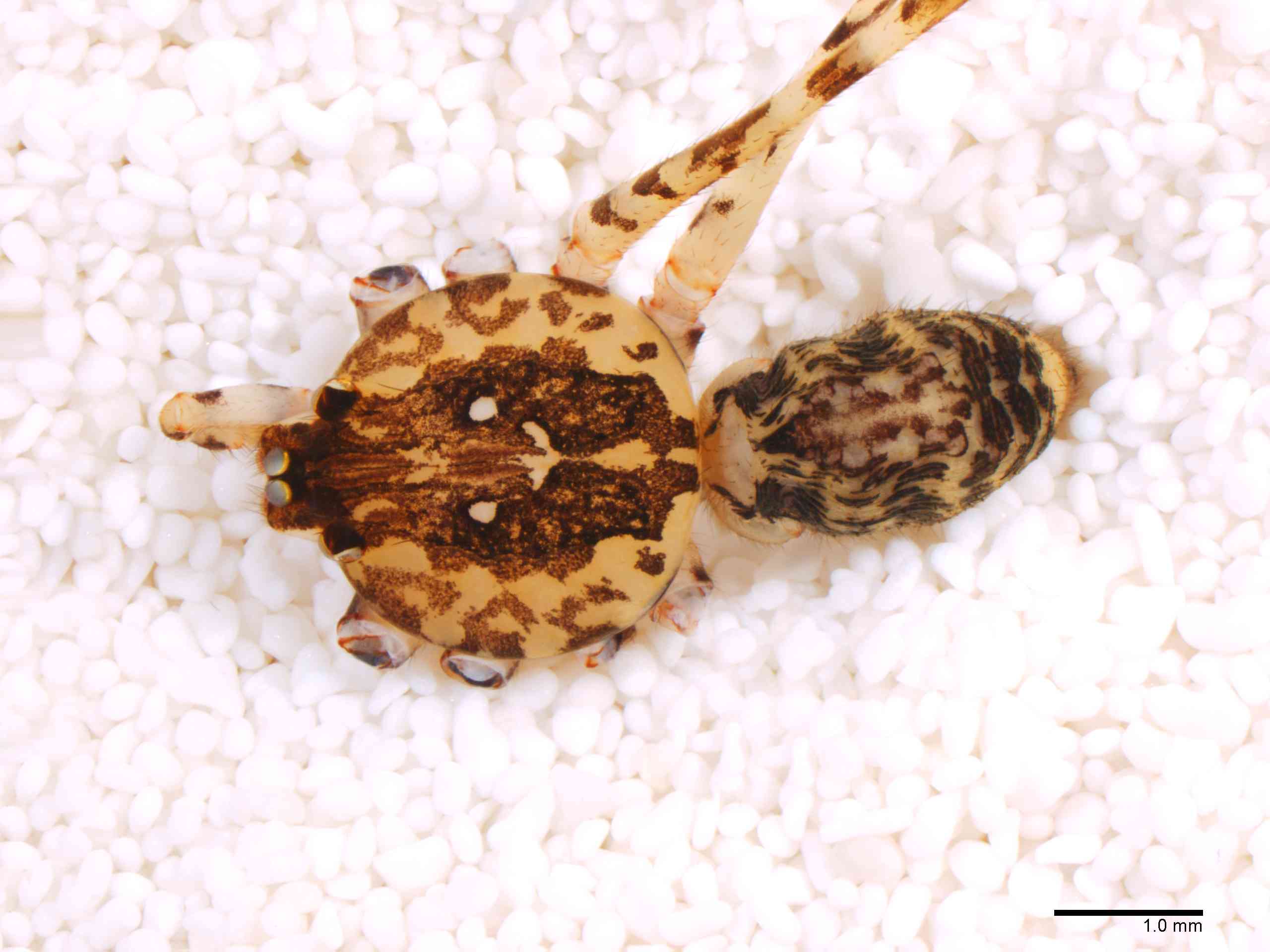 SCYTOD0137mphabdTXV602_15X_Z12.jpg