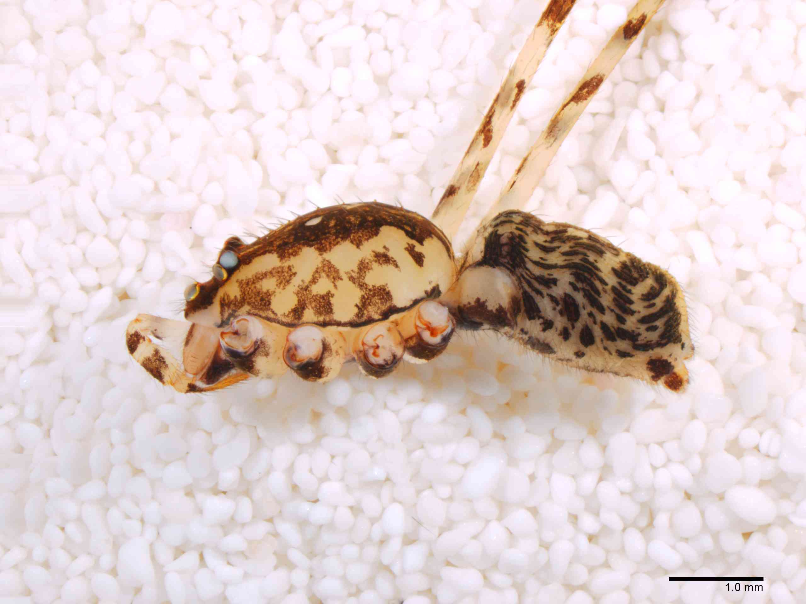 SCYTOD0137mphablTXV602_15X_Z12.jpg