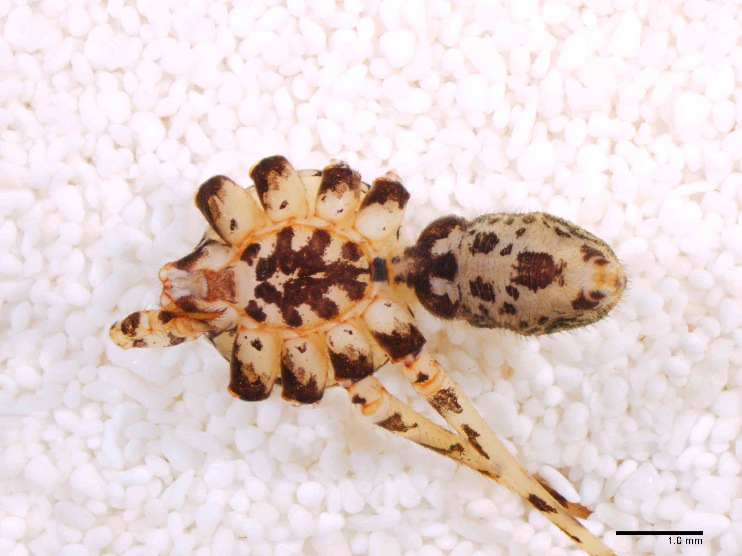 SCYTOD0137mphabvTXV602_15X_Z12.jpg