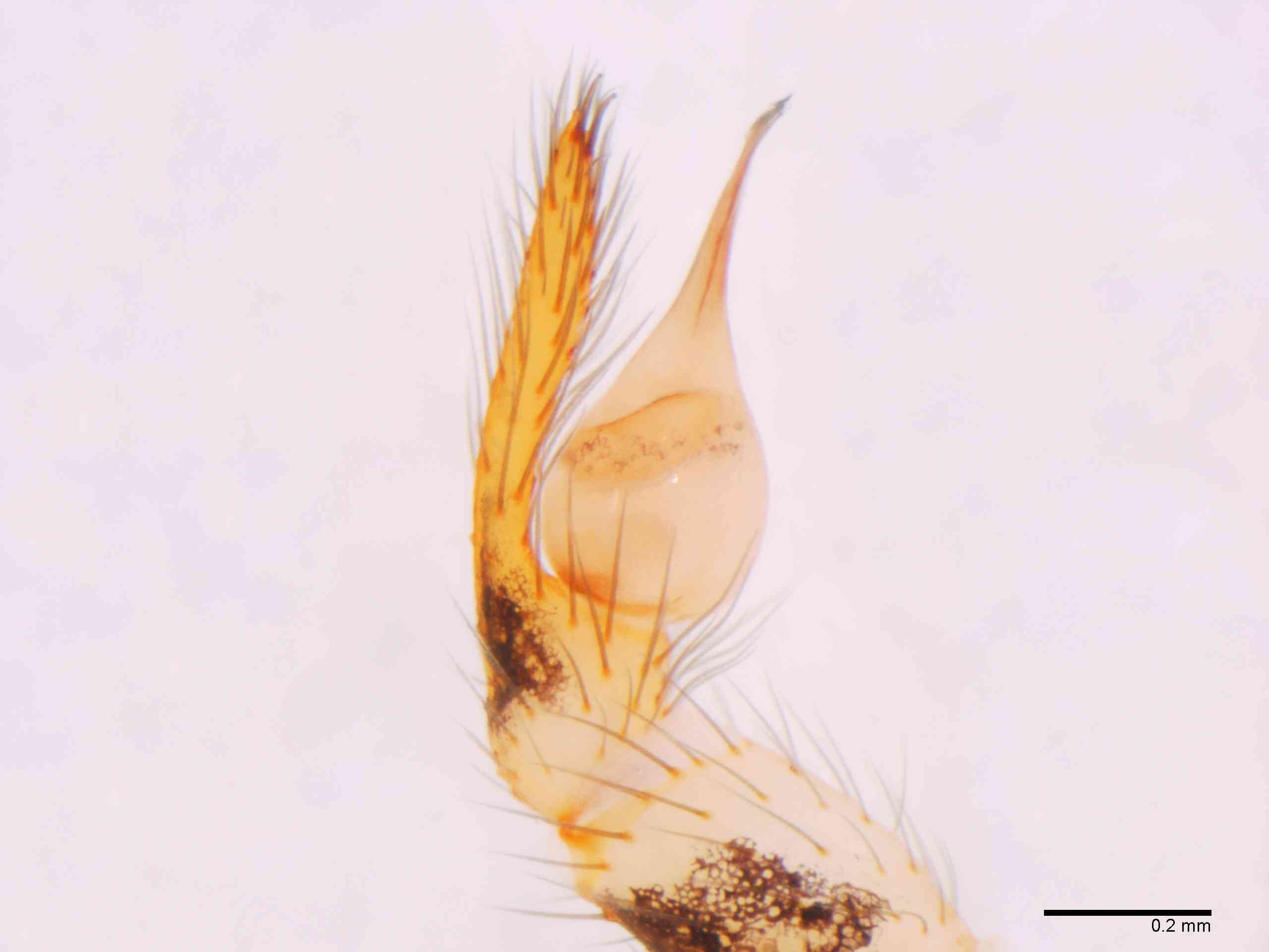 SCYTOD0137mppalpTXV602_80X_Z12.jpg