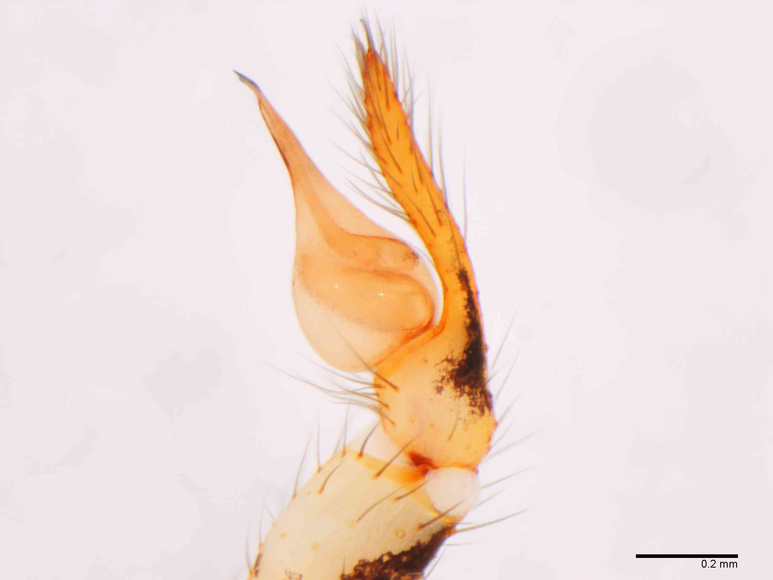 SCYTOD0137mppalrTXV602_80X_Z12.jpg