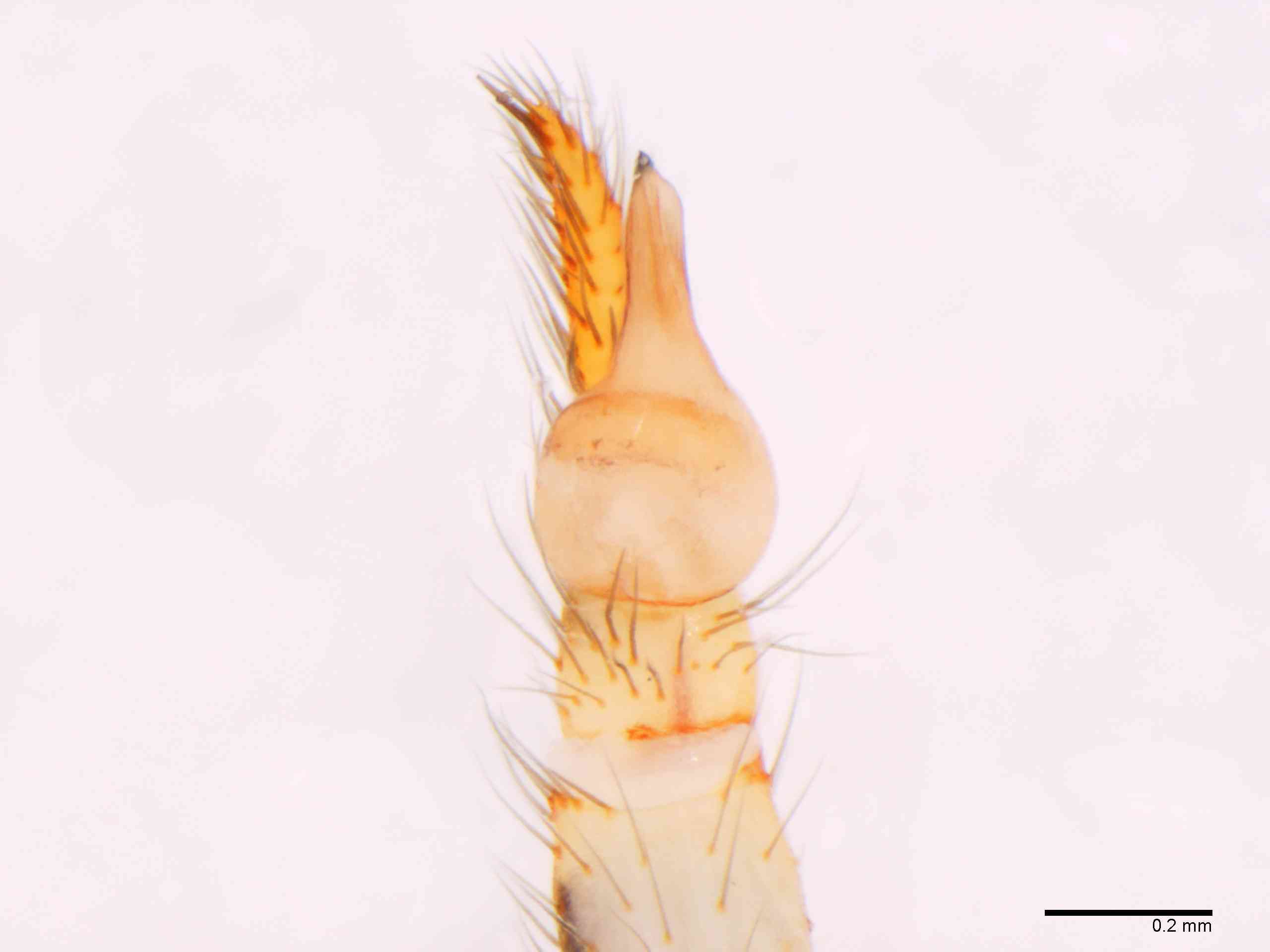 SCYTOD0137mppalvTXV602_80X_Z12.jpg