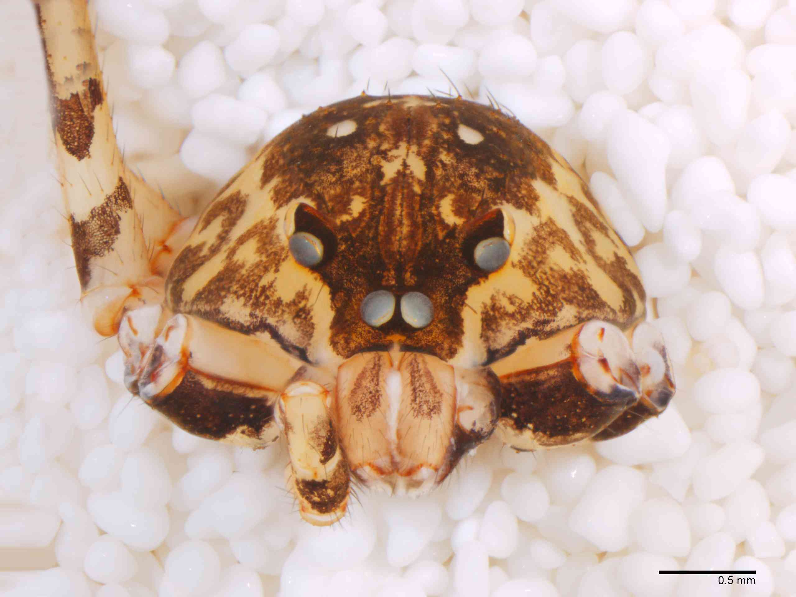 SCYTOD0137mpprsaTXV602_30X_Z12.jpg