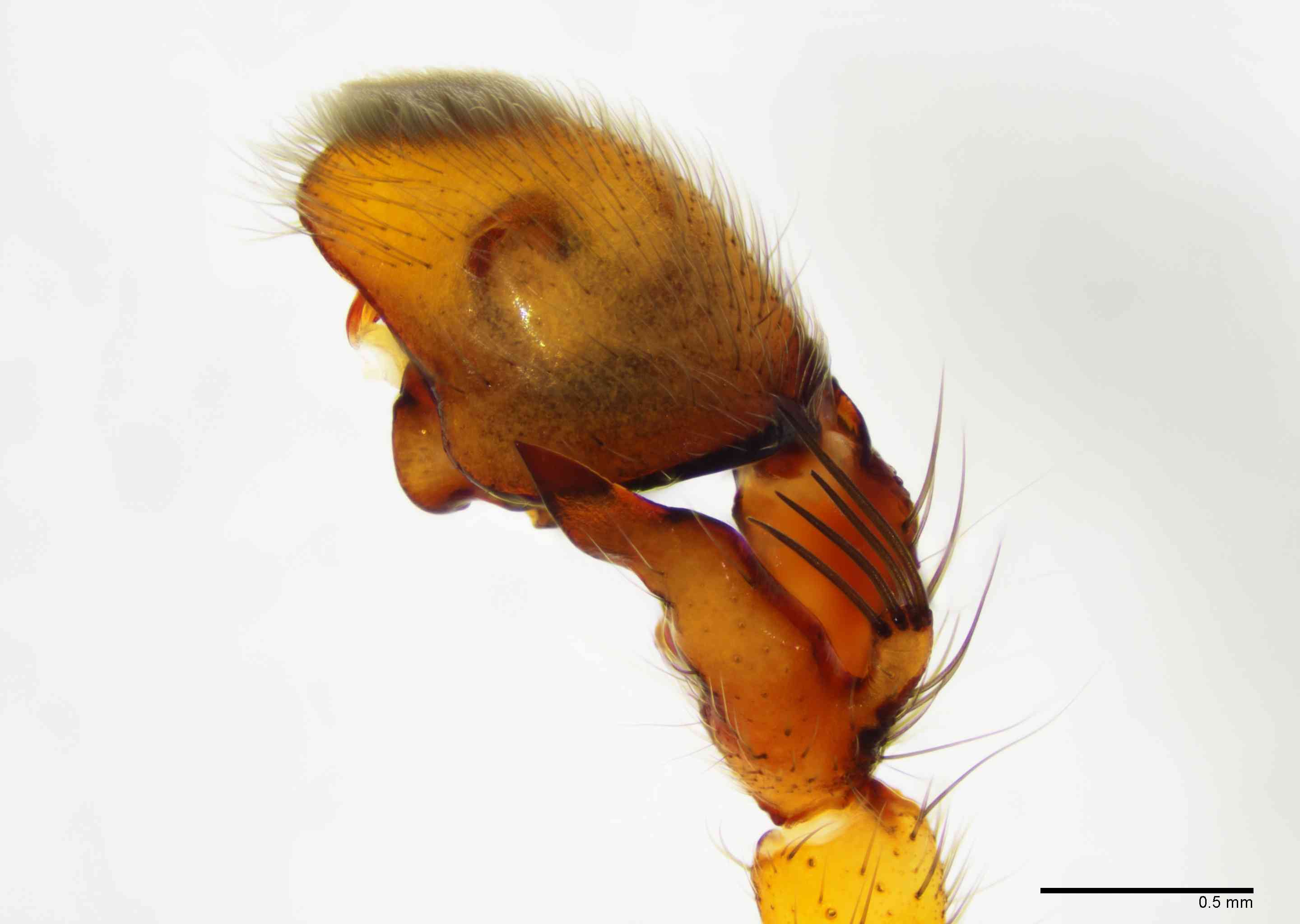 SPARAS0142mppalrTXV059_40X_E2B.jpg