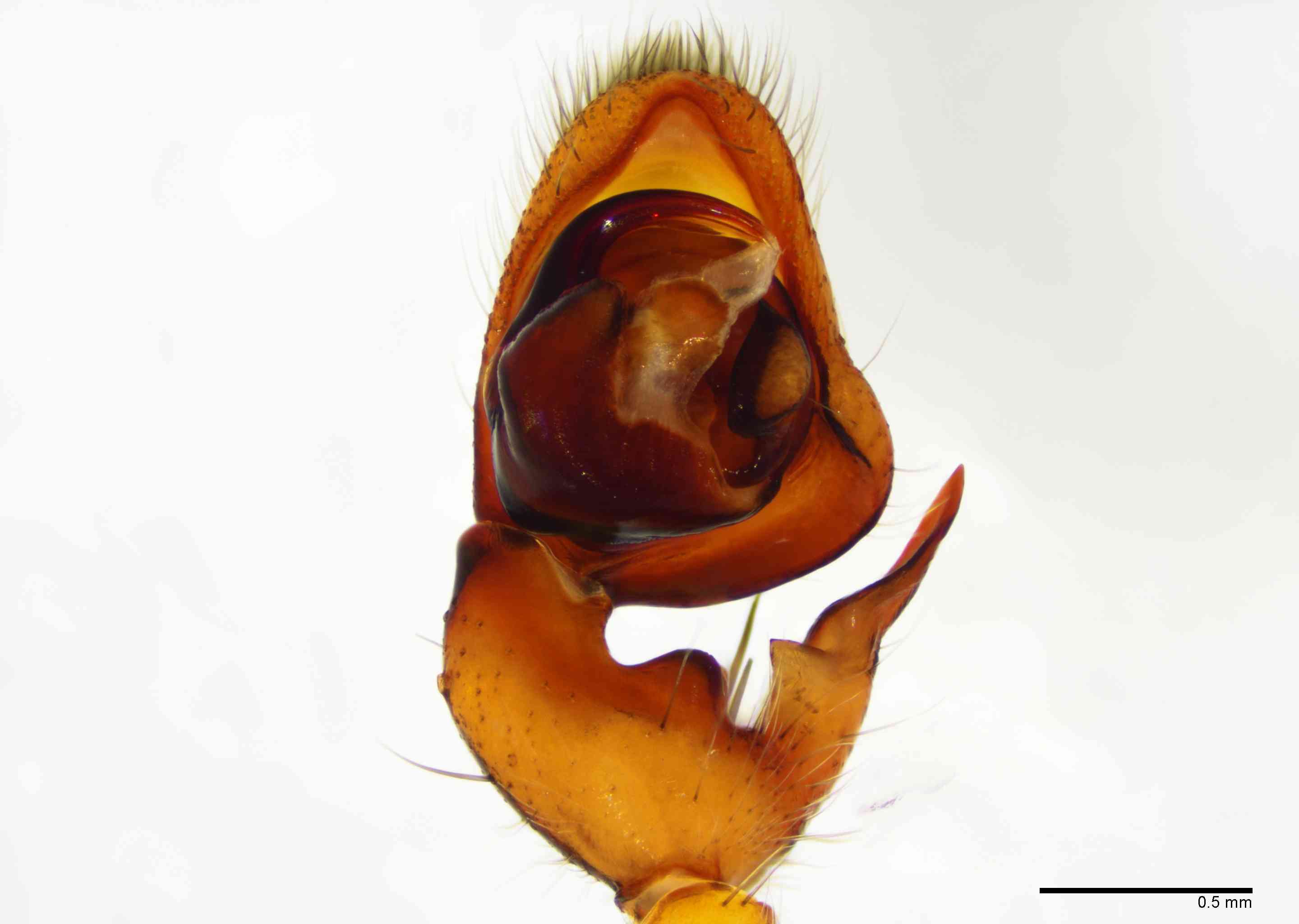 SPARAS0142mppalvTXV059_40X_E2B.jpg
