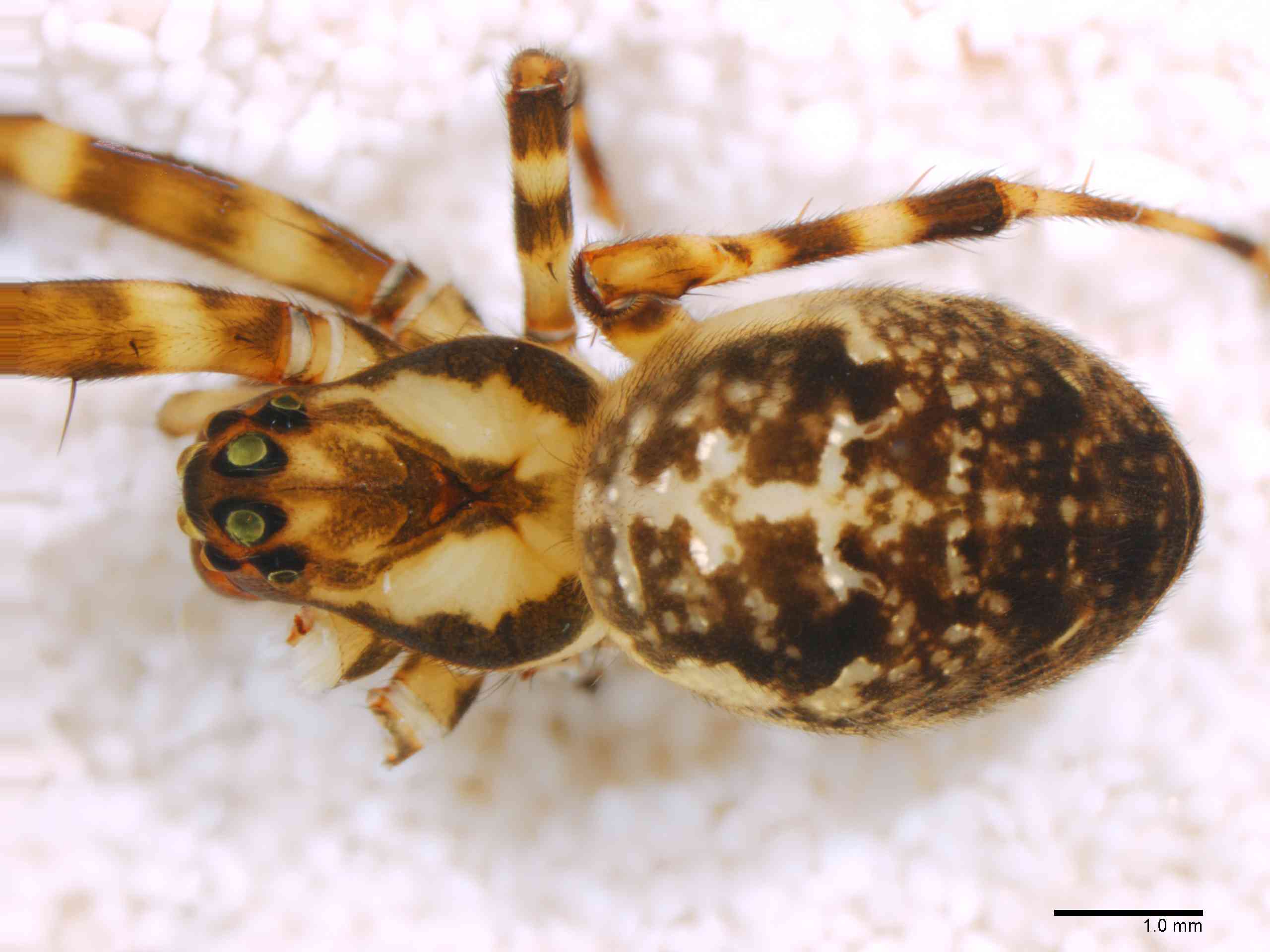 TETRAG0145fphabdTXV309_15X_Z12.jpg