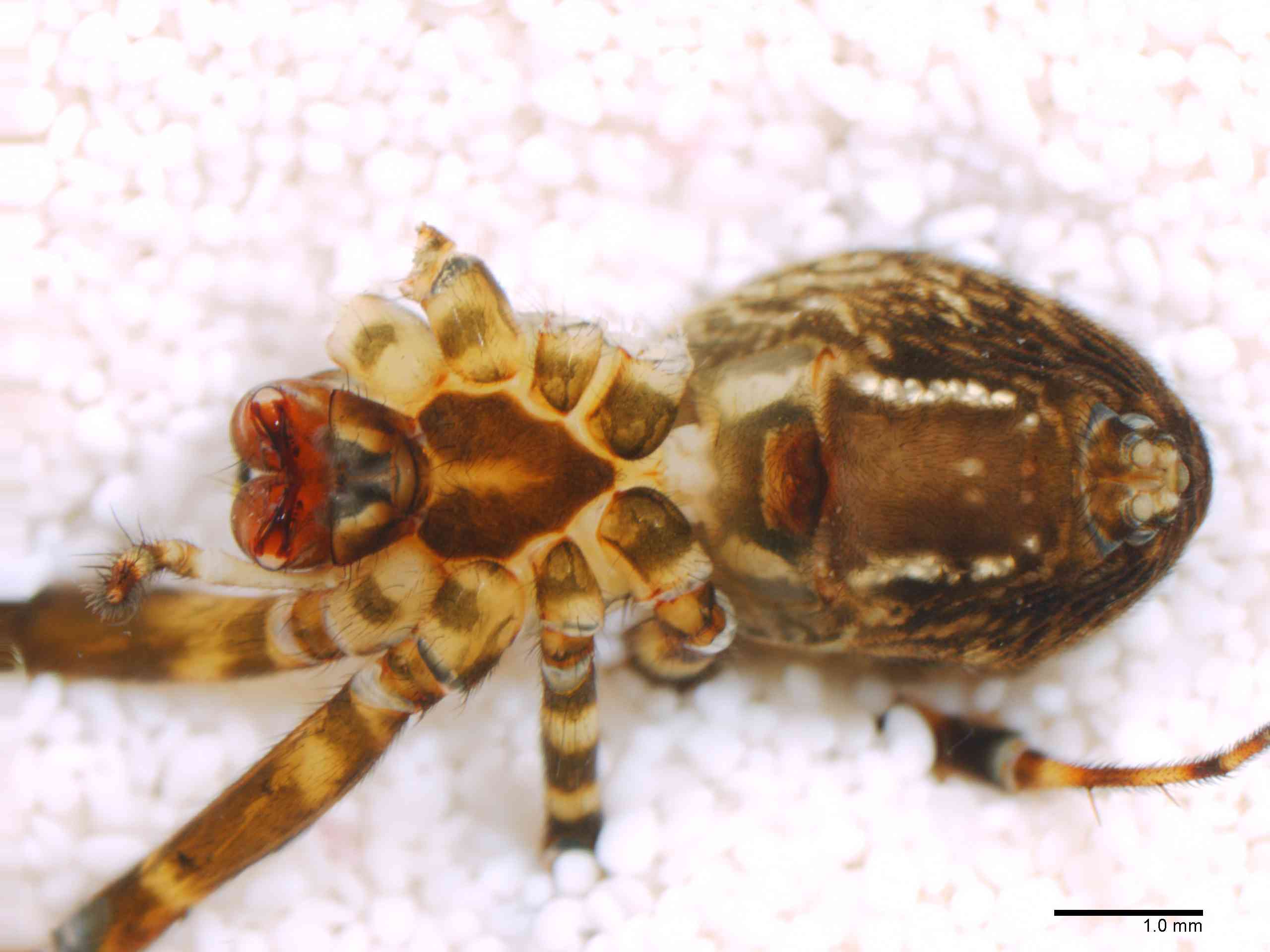 TETRAG0145fphabvTXV309_15X_Z12.jpg