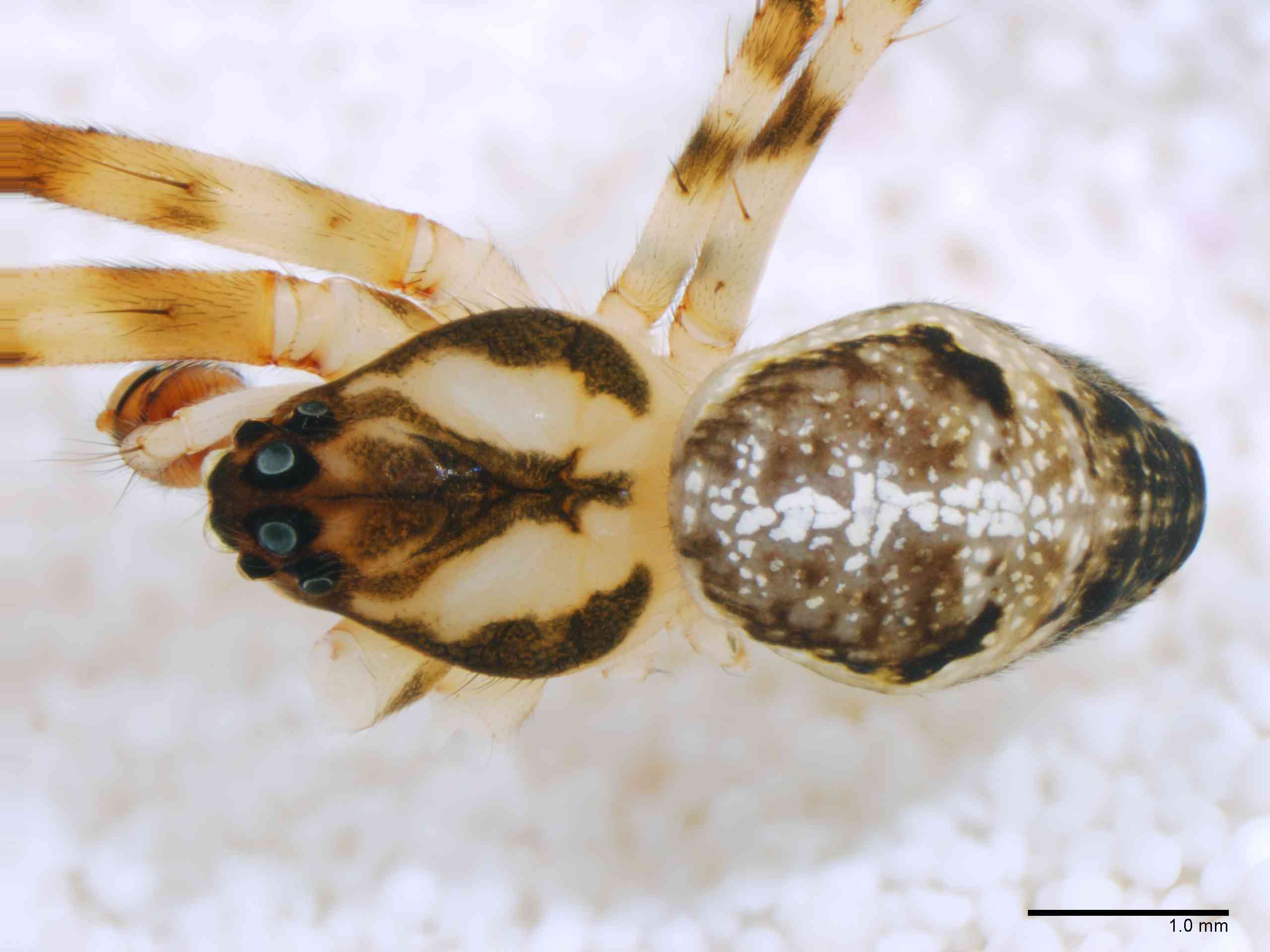 TETRAG0145mphabdTXV310_20X_Z12.jpg