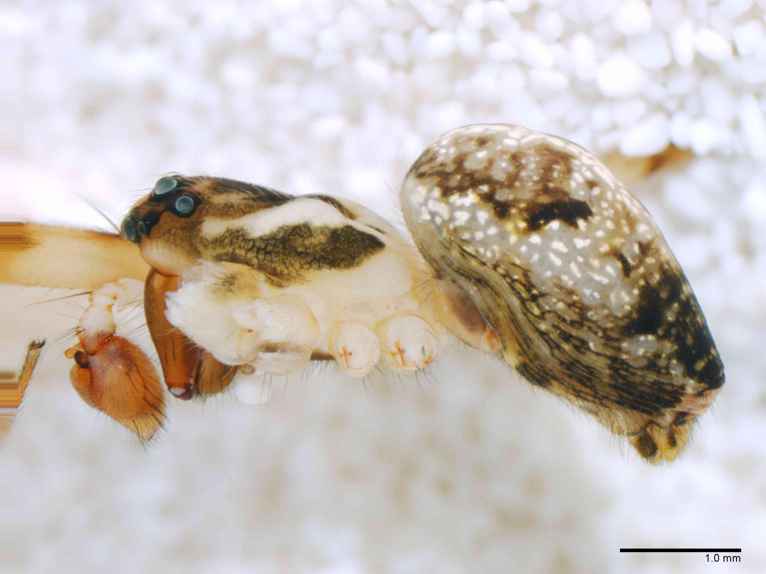 TETRAG0145mphablTXV310_20X_Z12.jpg