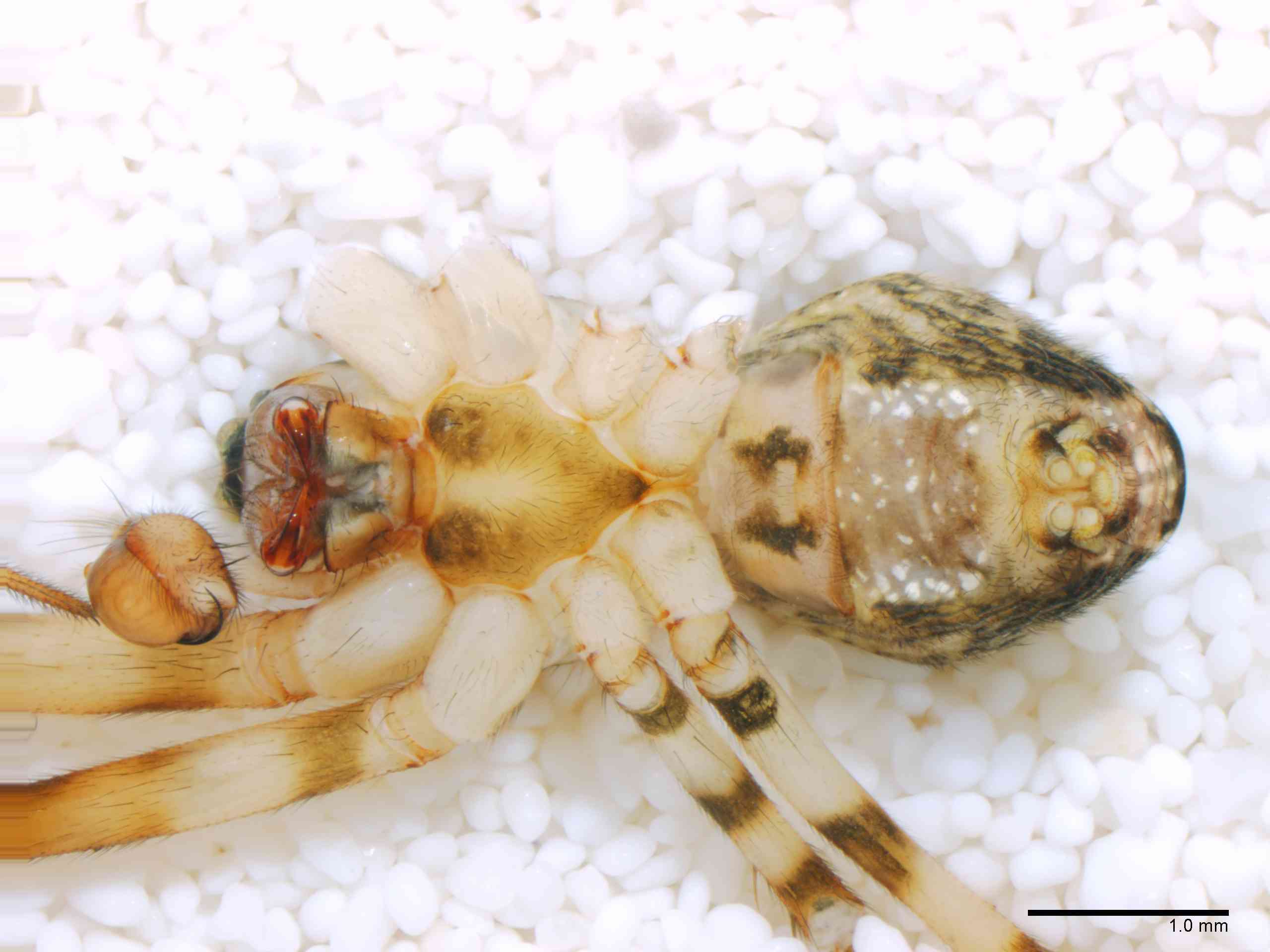 TETRAG0145mphabvTXV310_20X_Z12.jpg