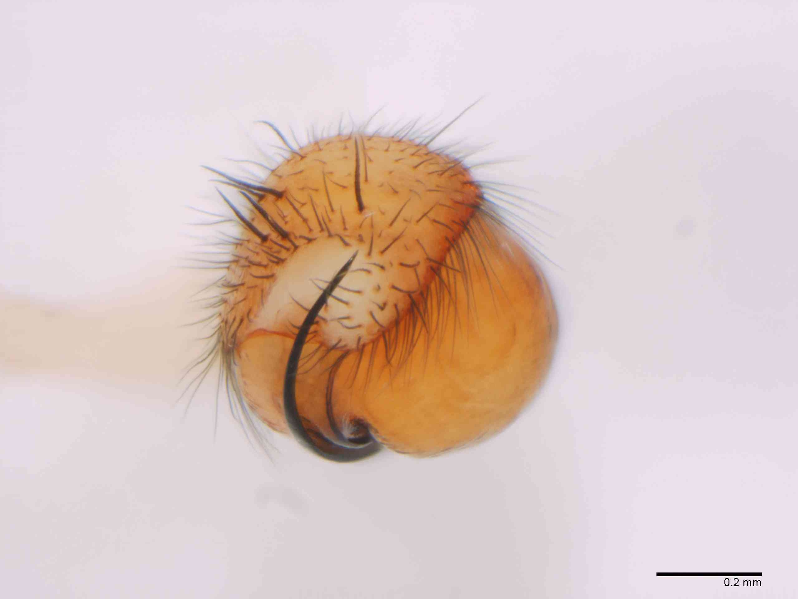 TETRAG0145mppalaTXV310_80X_Z12.jpg