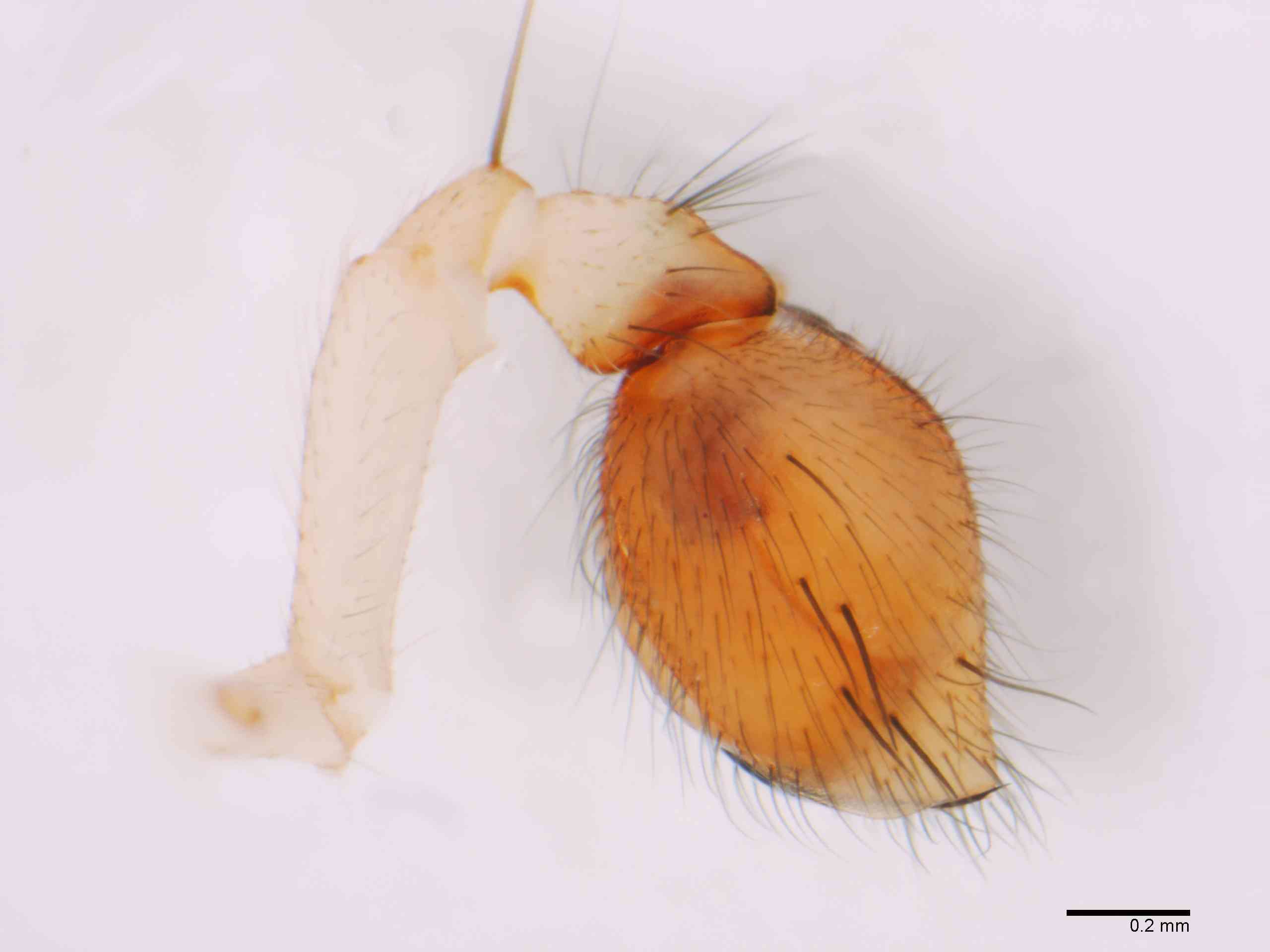 TETRAG0145mppaldTXV310_60X_Z12.jpg
