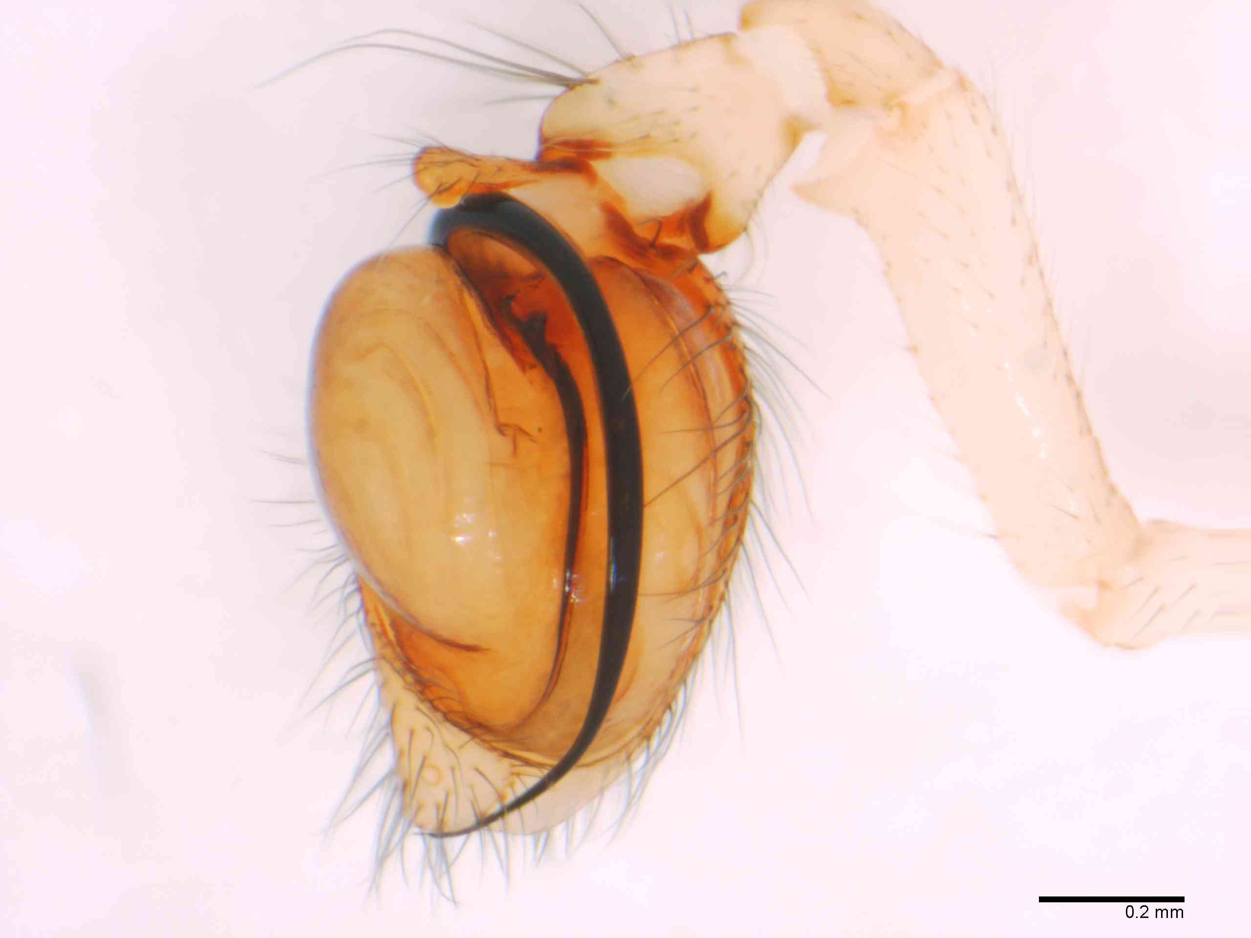 TETRAG0145mppalpTXV310_70X_Z12.jpg