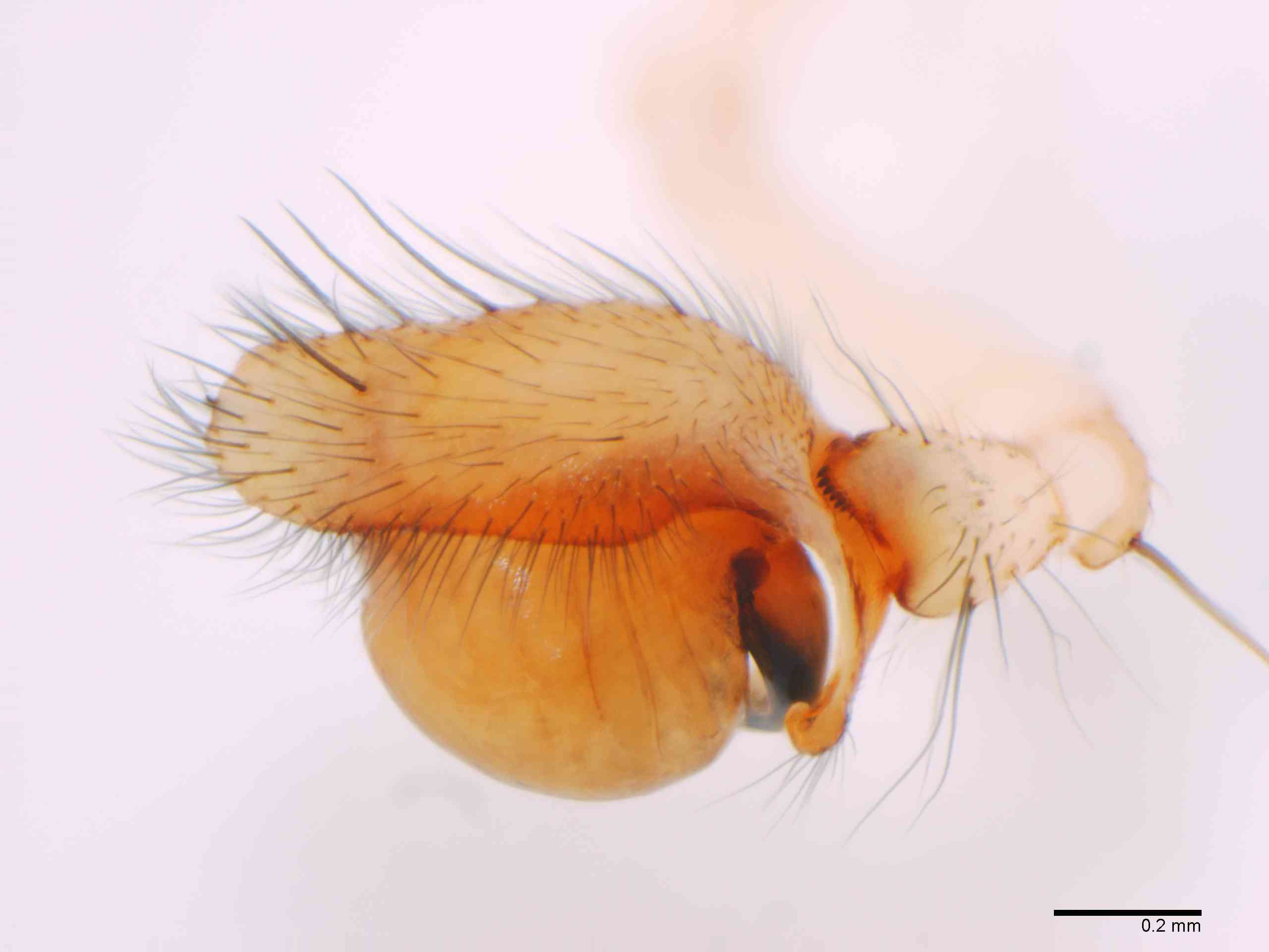 TETRAG0145mppalrTXV310_70X_Z12.jpg