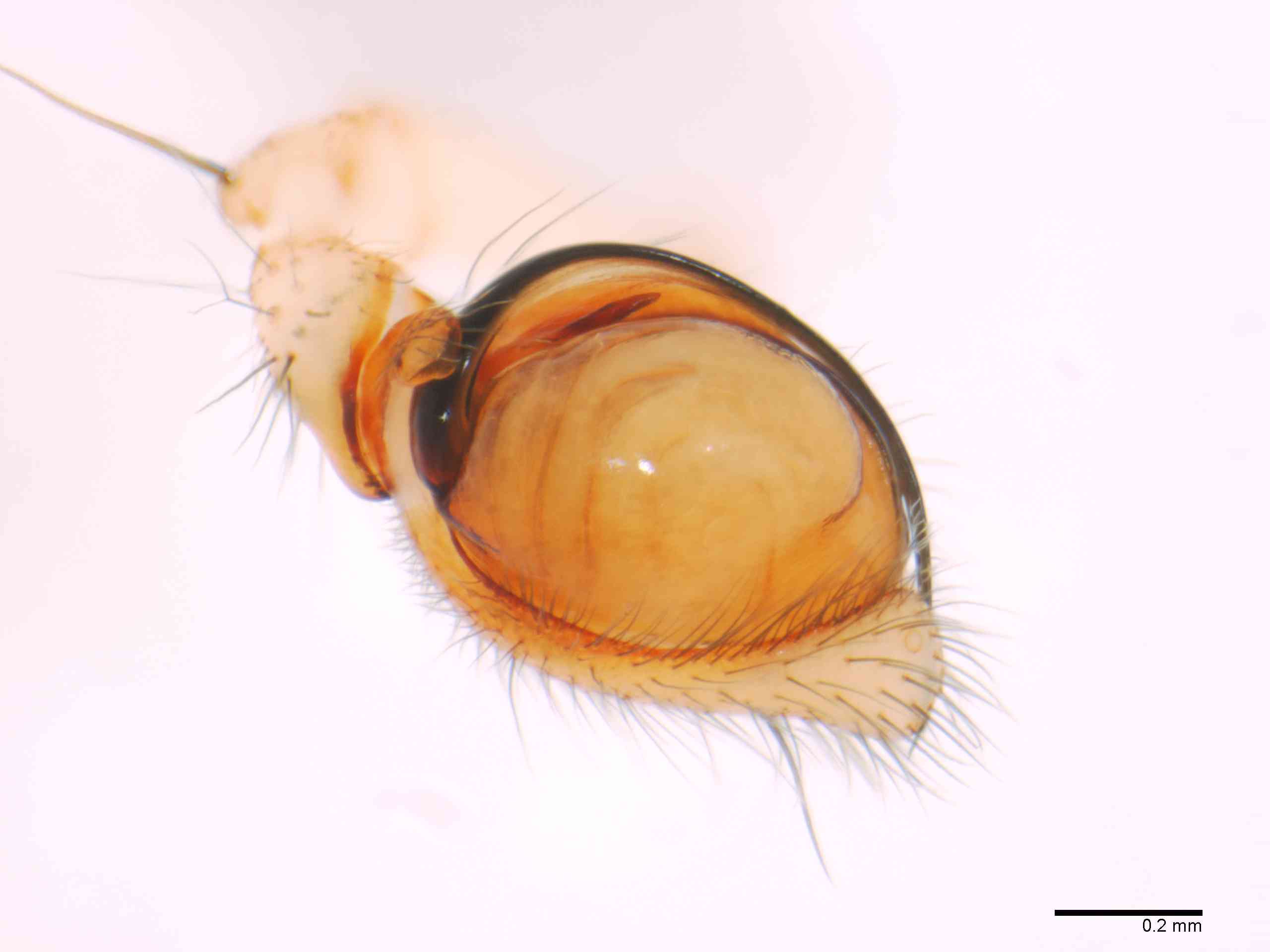 TETRAG0145mppalvTXV310_70X_Z12.jpg