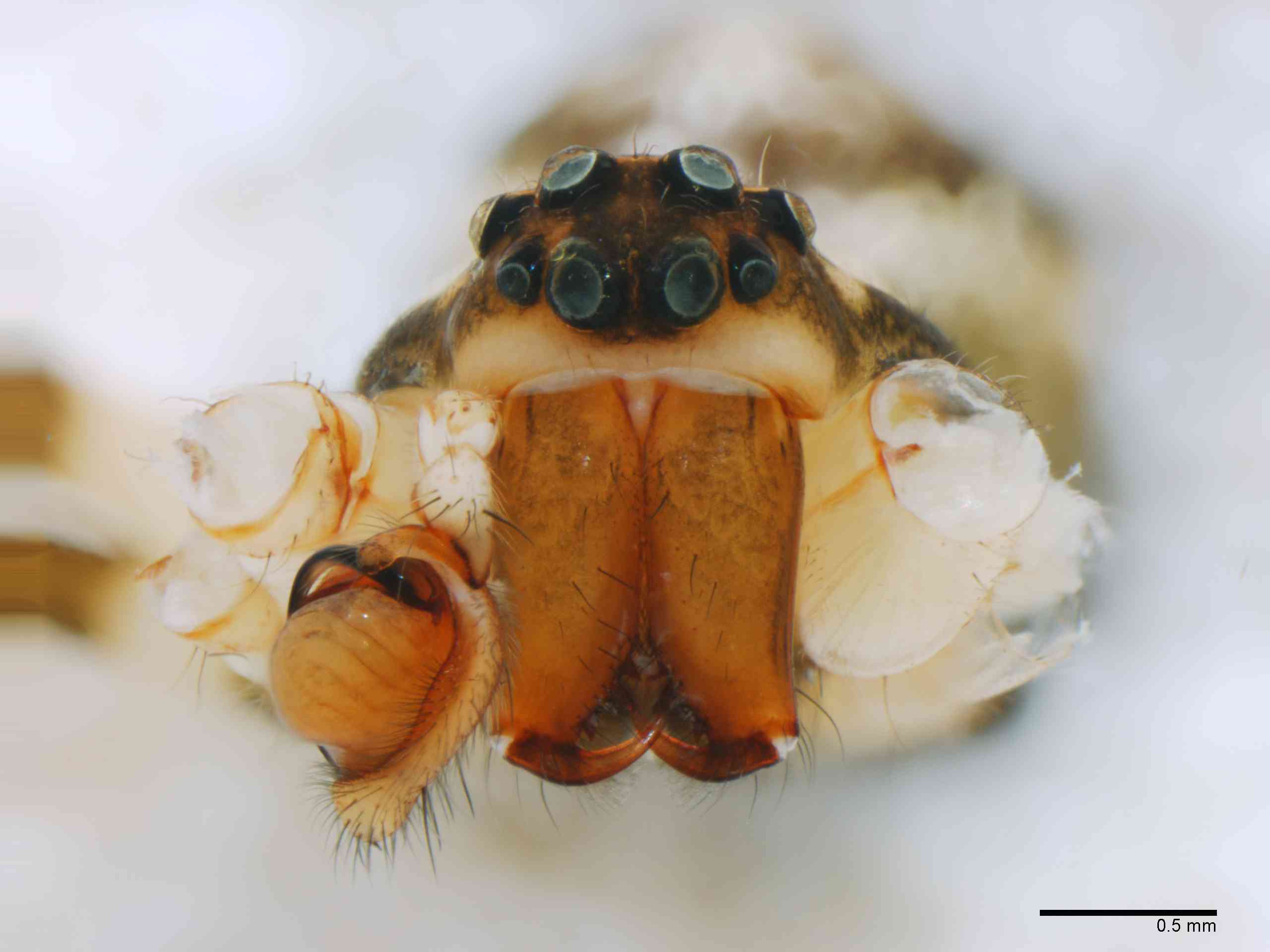 TETRAG0145mpprsaTXV310_35X_Z12.jpg