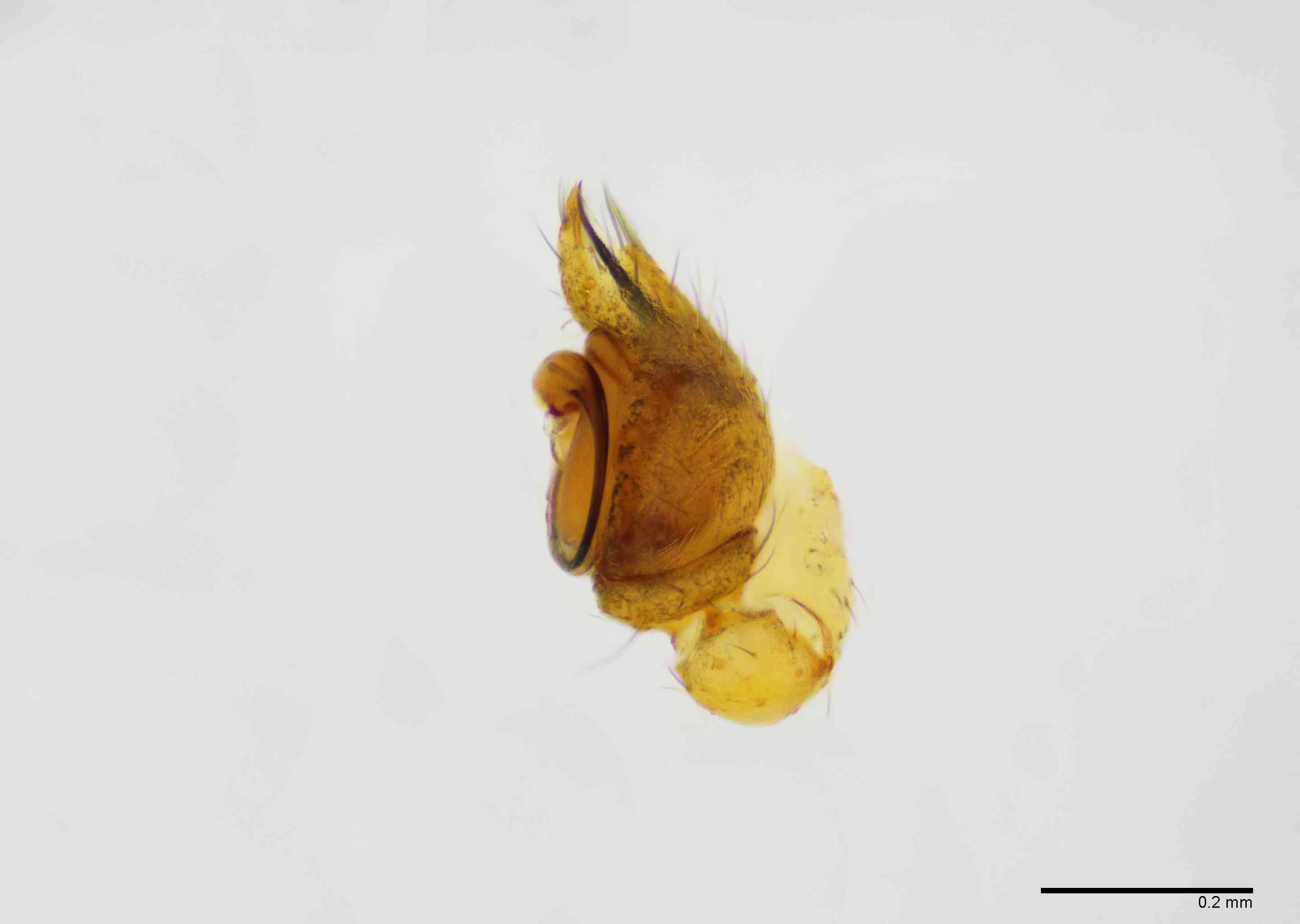 THERID0163mppalrTXV521_100X_Z10.jpg