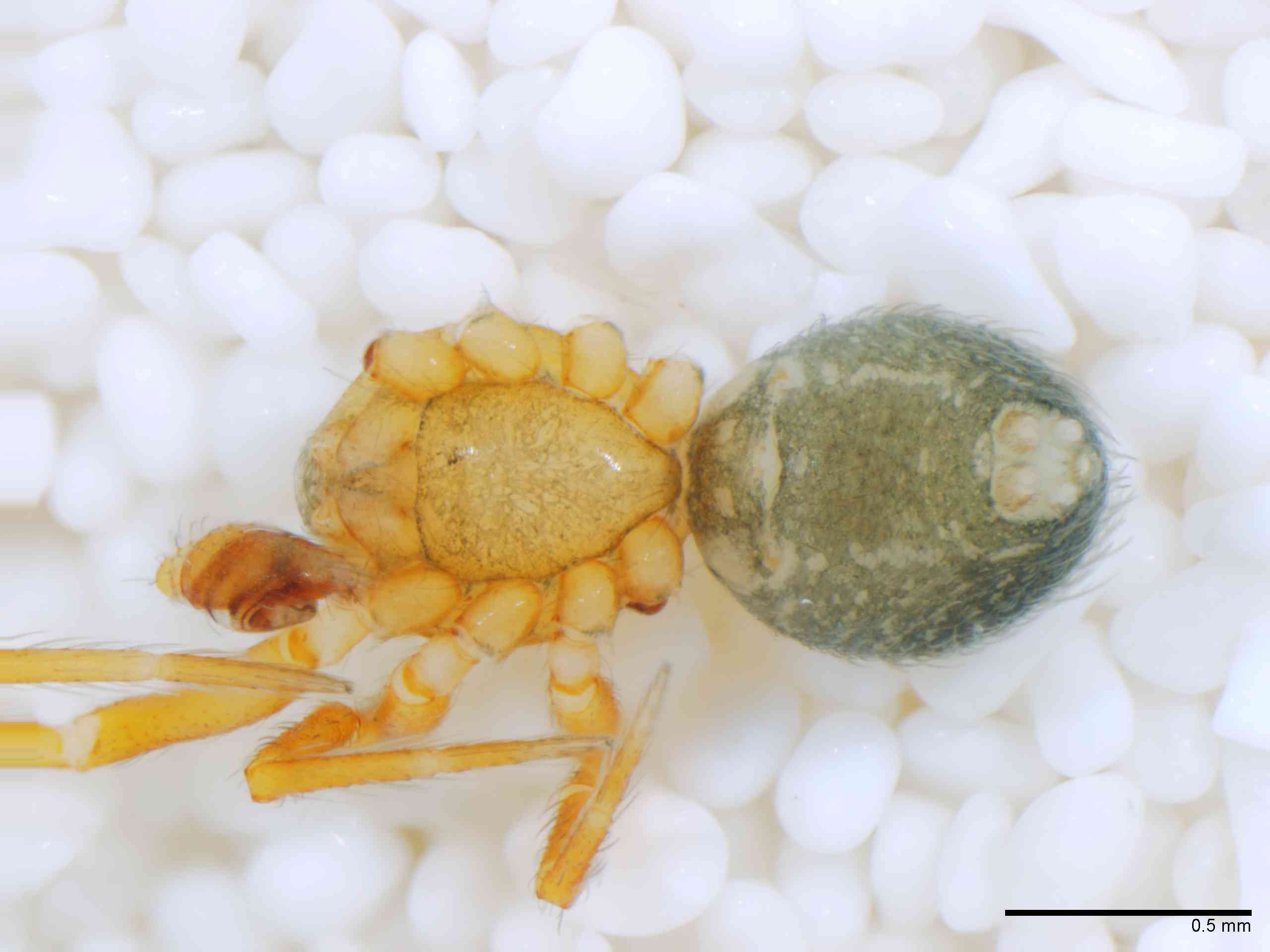 THERID0167mphabvTXV581_50X_Z12.jpg