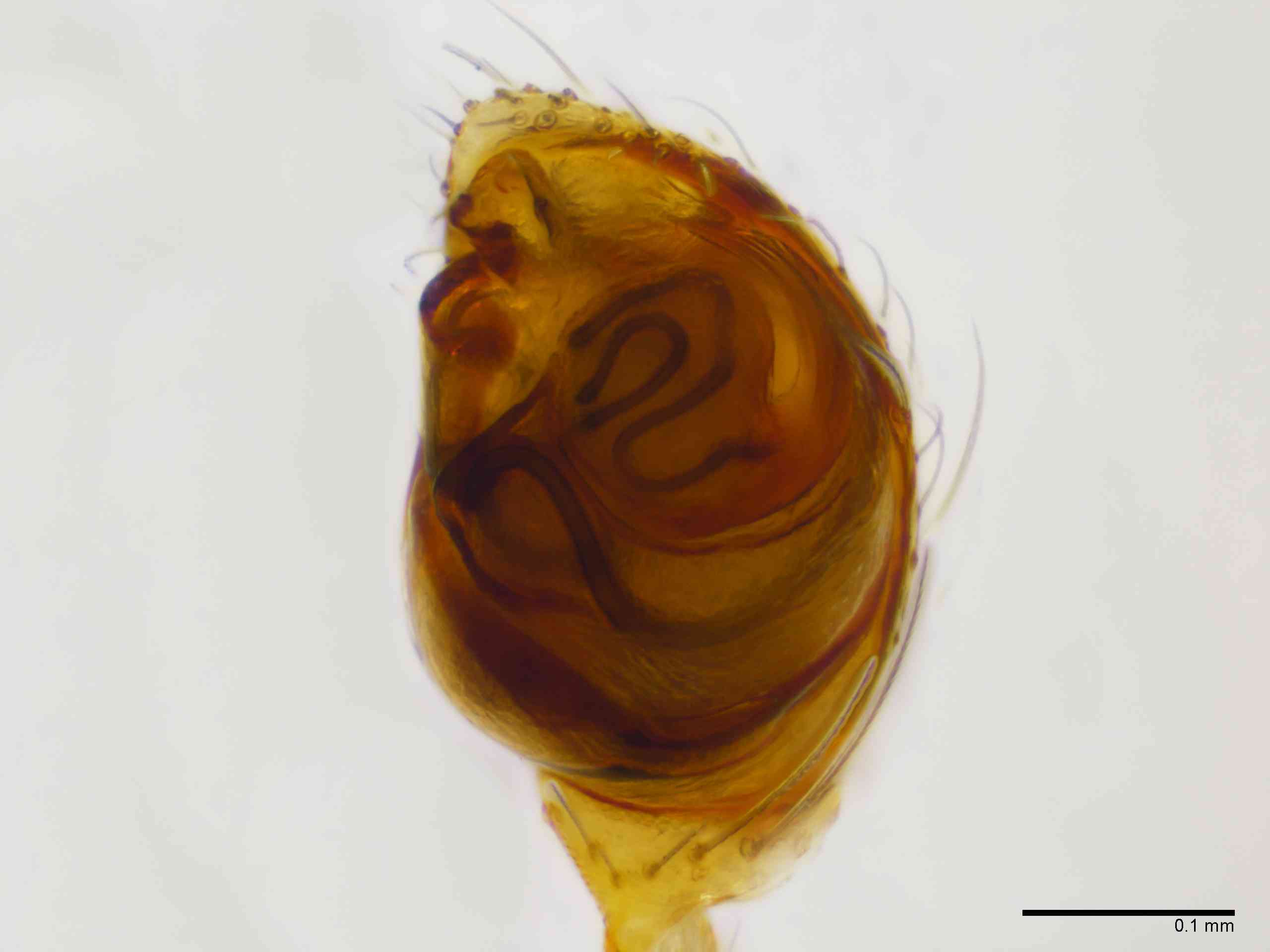 THERID0167mppalvTXV581_200X_E2A.jpg
