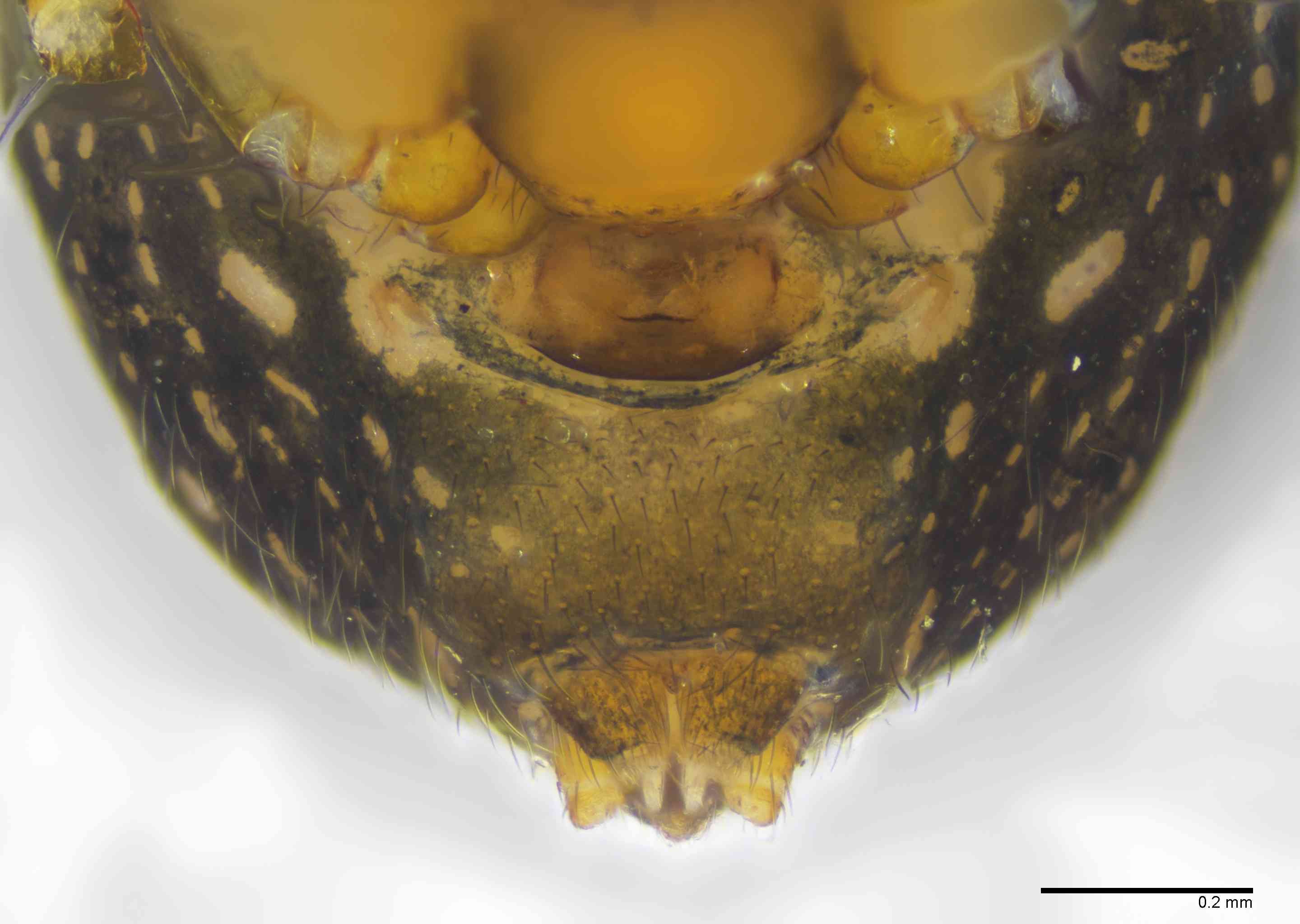 THERSM0214fpepivTXV083_100X_E2B.jpg