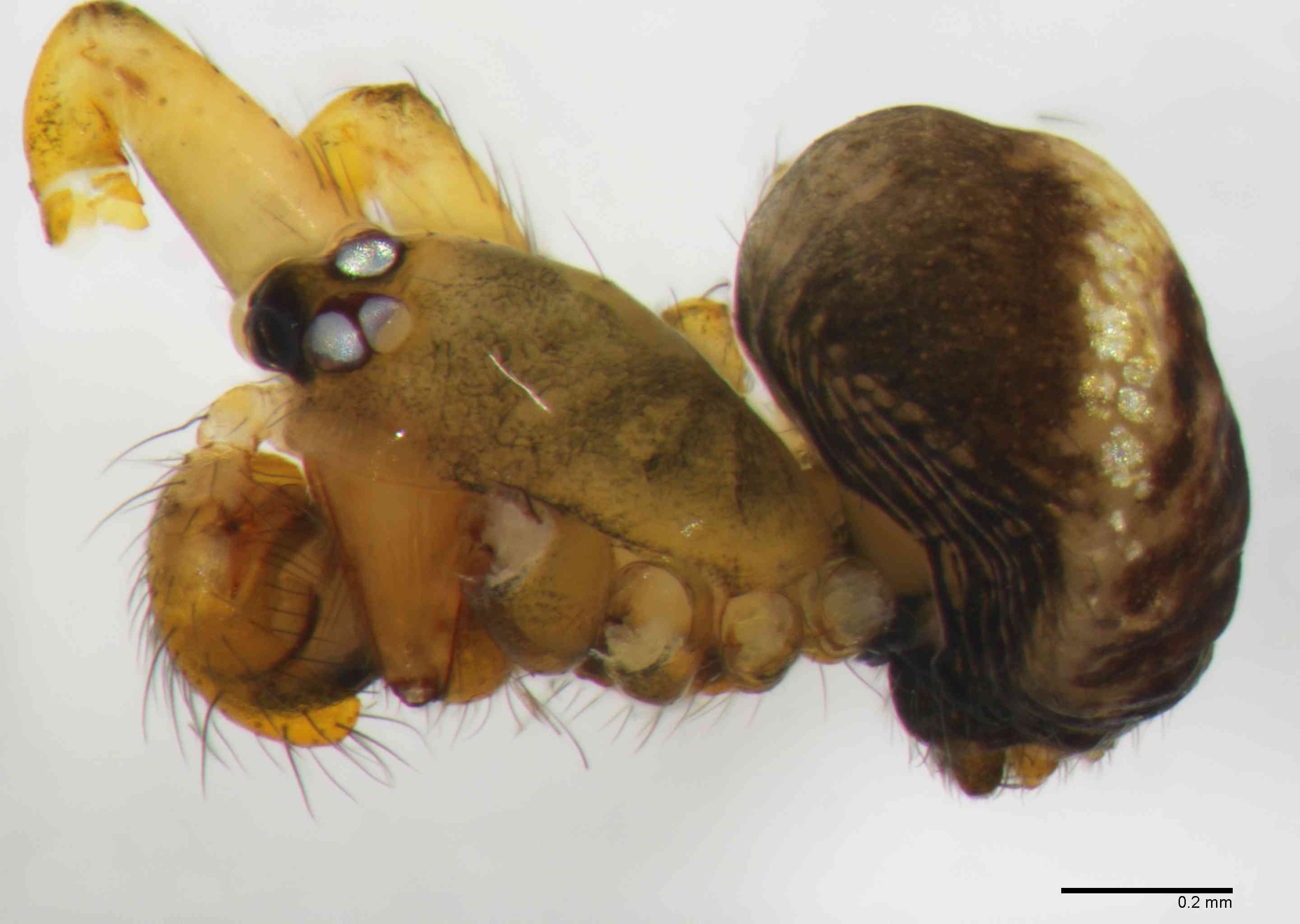 THERSM0214mphablTXV083_80X_Z10.jpg