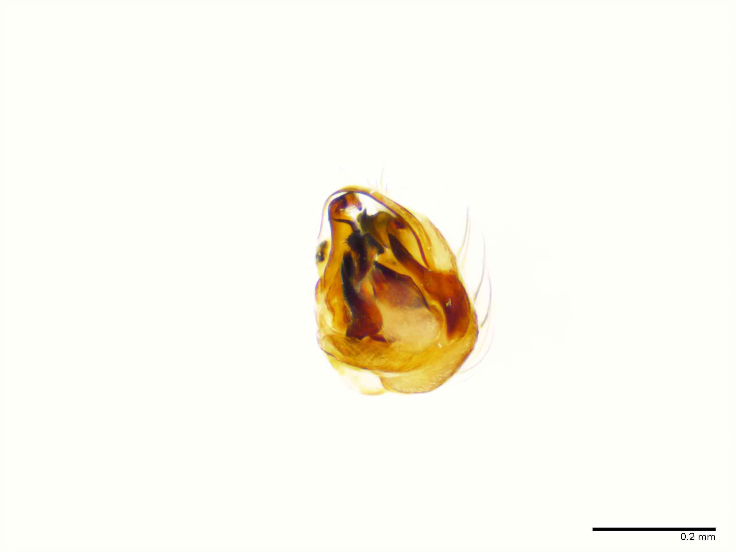ULOBOR0226mppalvTXV294_100X_E2A.jpg