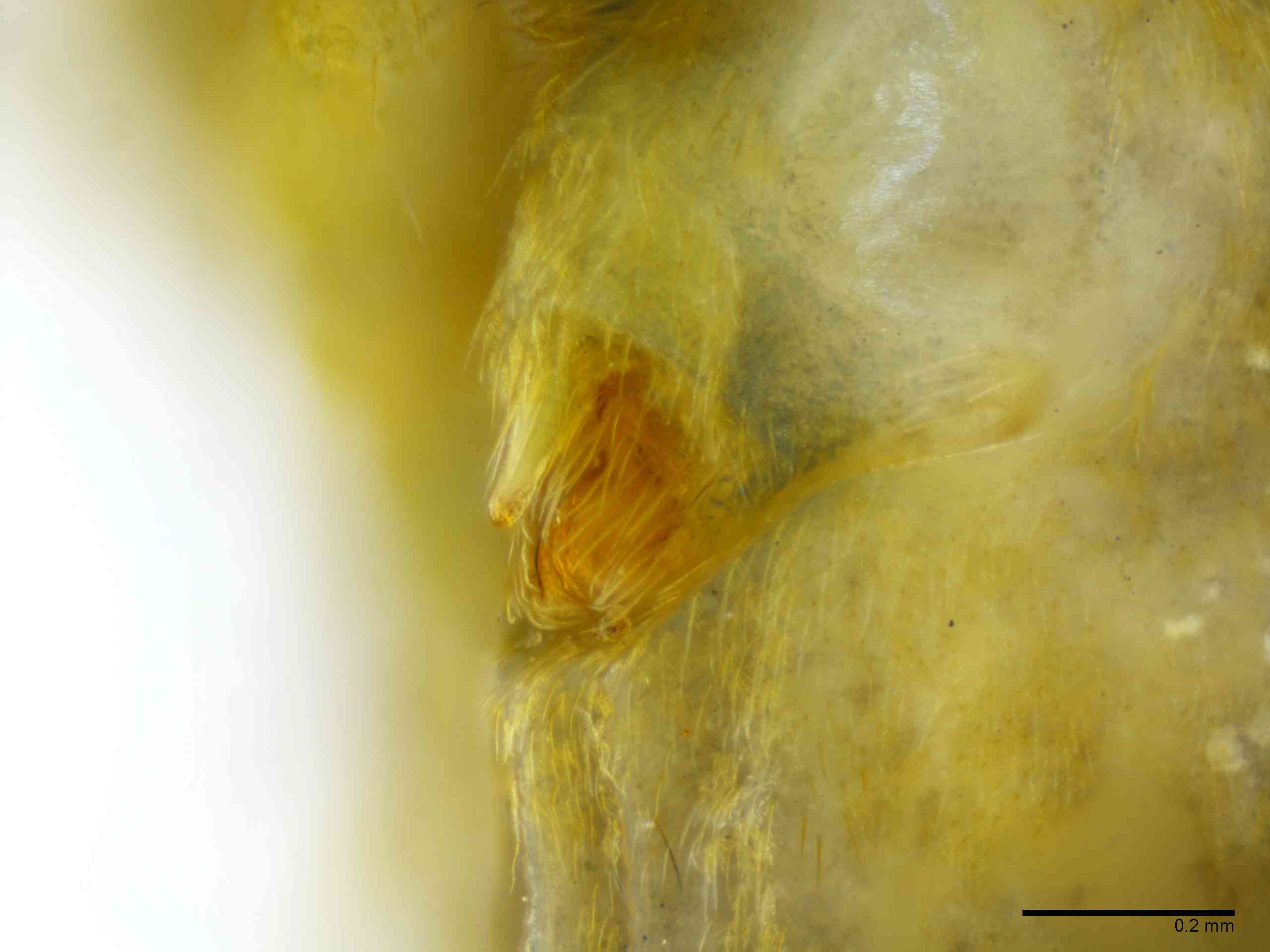 ULOBOR0227fpepilTXV297_100X_E2A.jpg