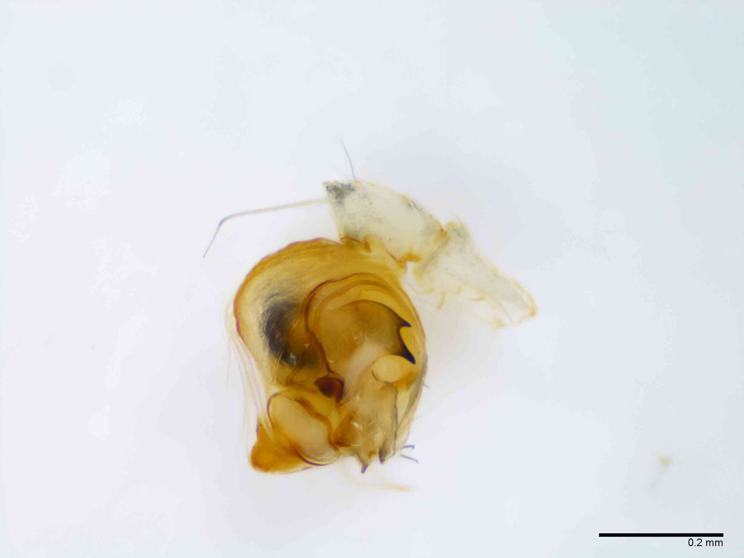 ULOBOR0228mppalrTXV298_100X_E2A.jpg