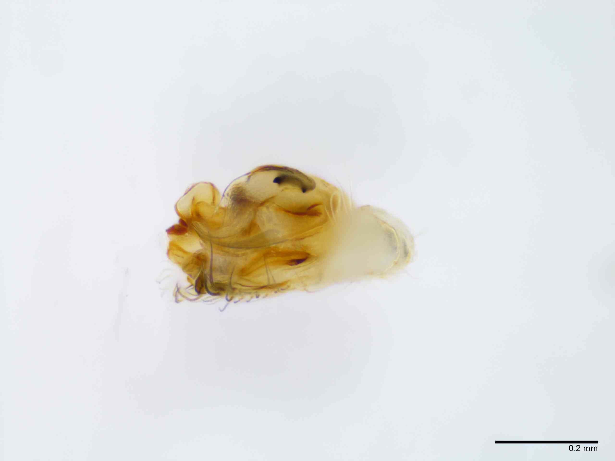 ULOBOR0228mppalvTXV298_100X_E2A.jpg