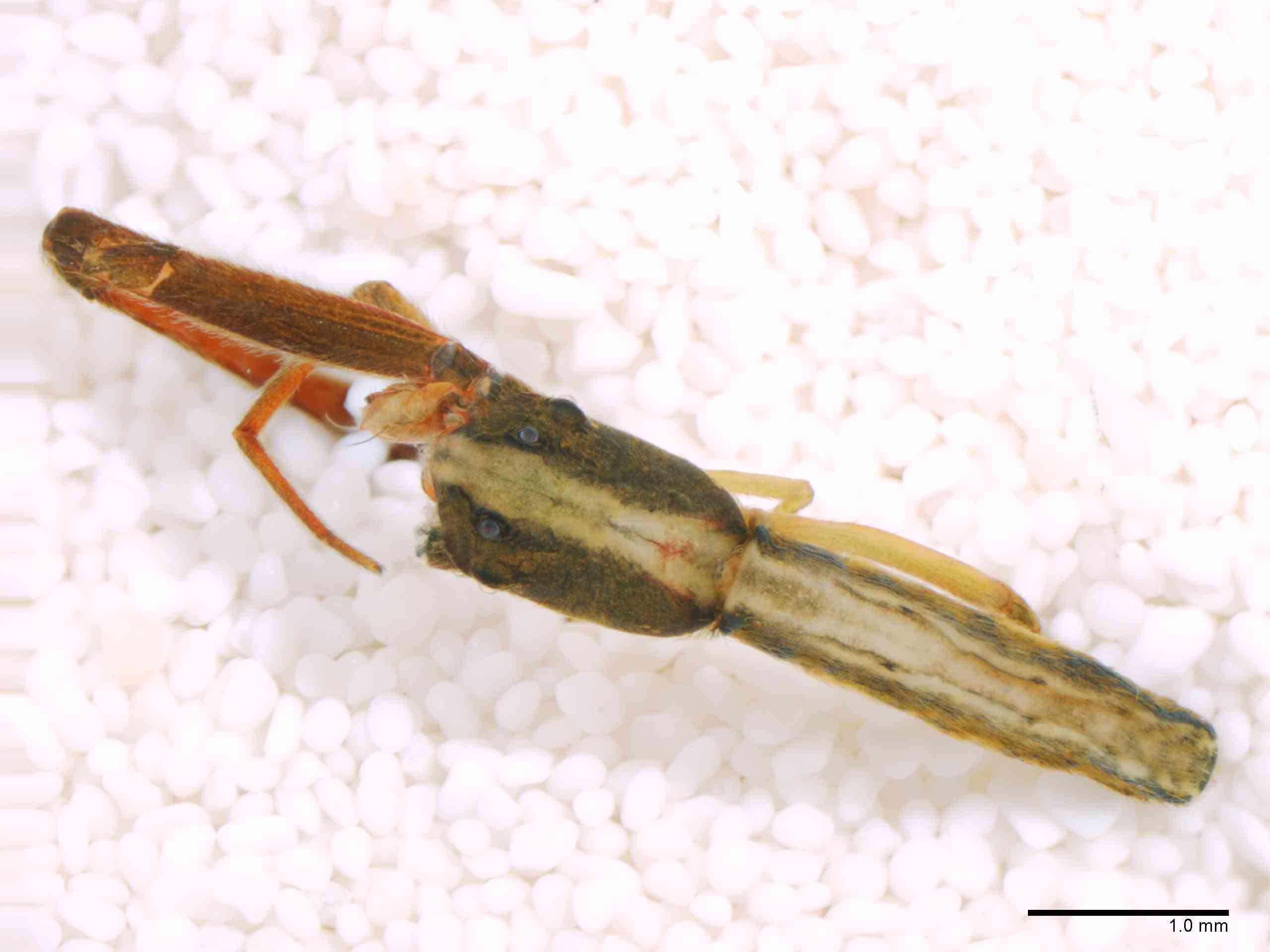 ULOBOR0229mphabdTXV299_20X_Z12.jpg