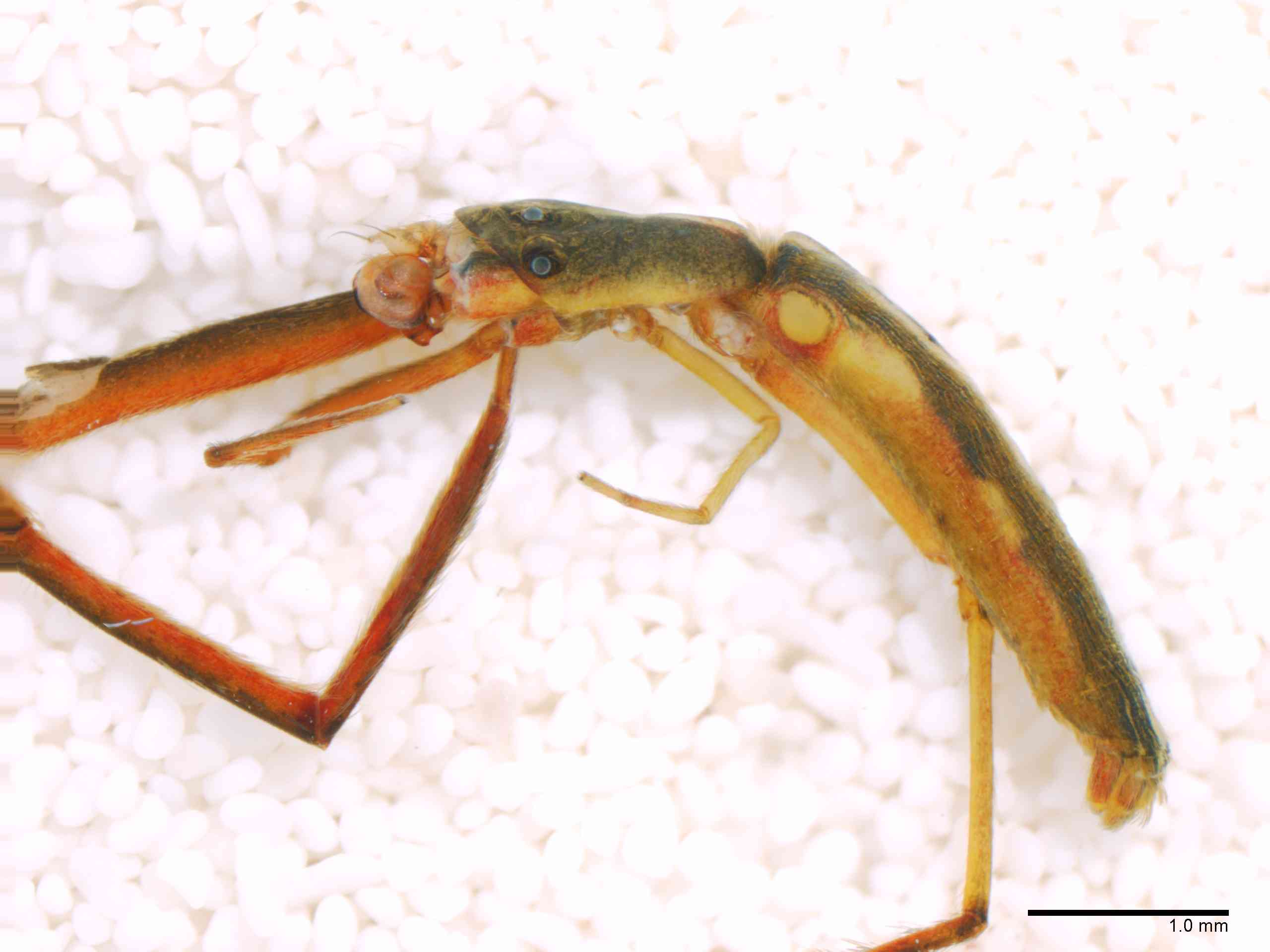 ULOBOR0229mphablTXV299_20X_Z12.jpg