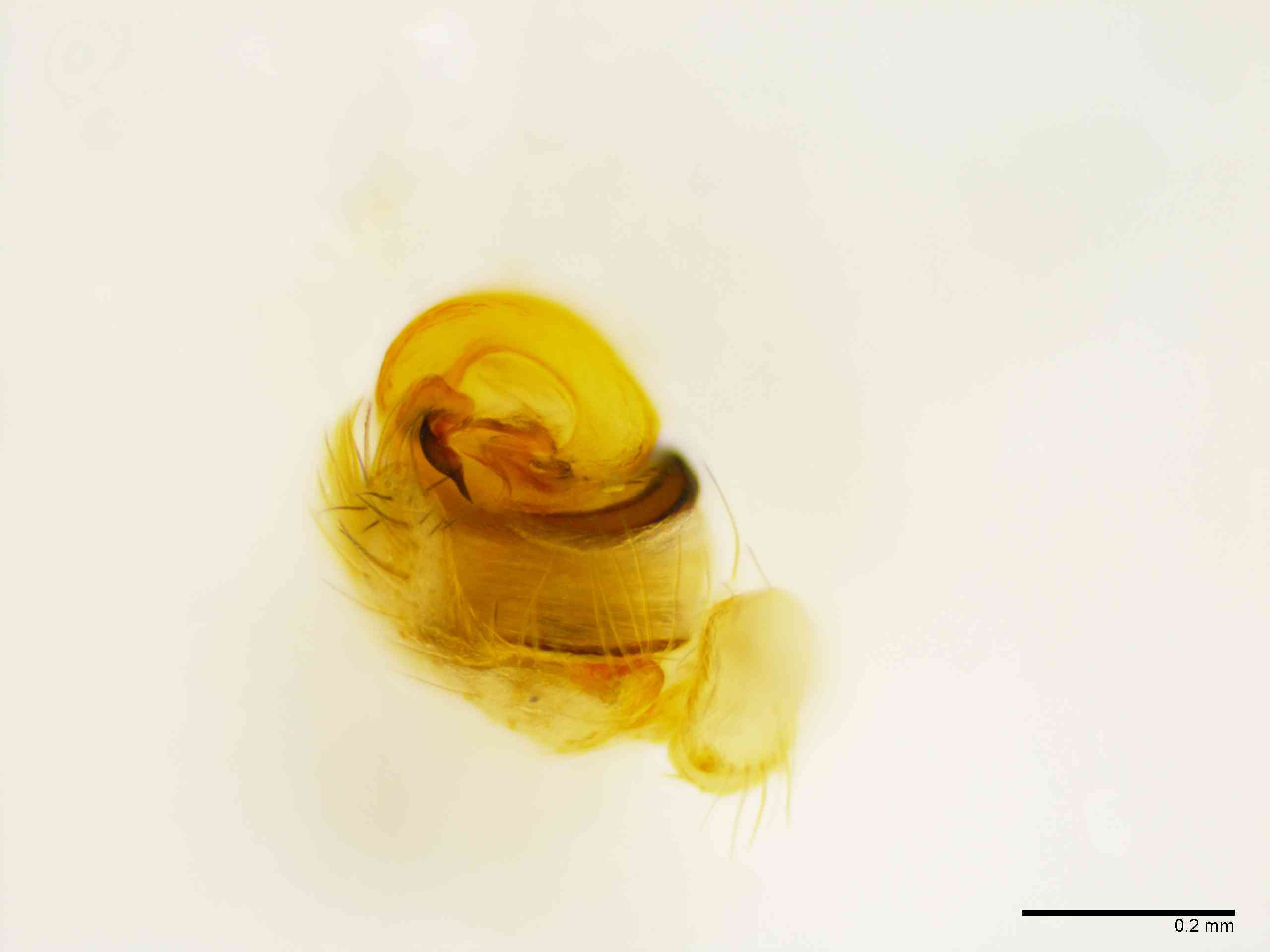 ULOBOR0230mppalaTXV293_100X_E2A.jpg