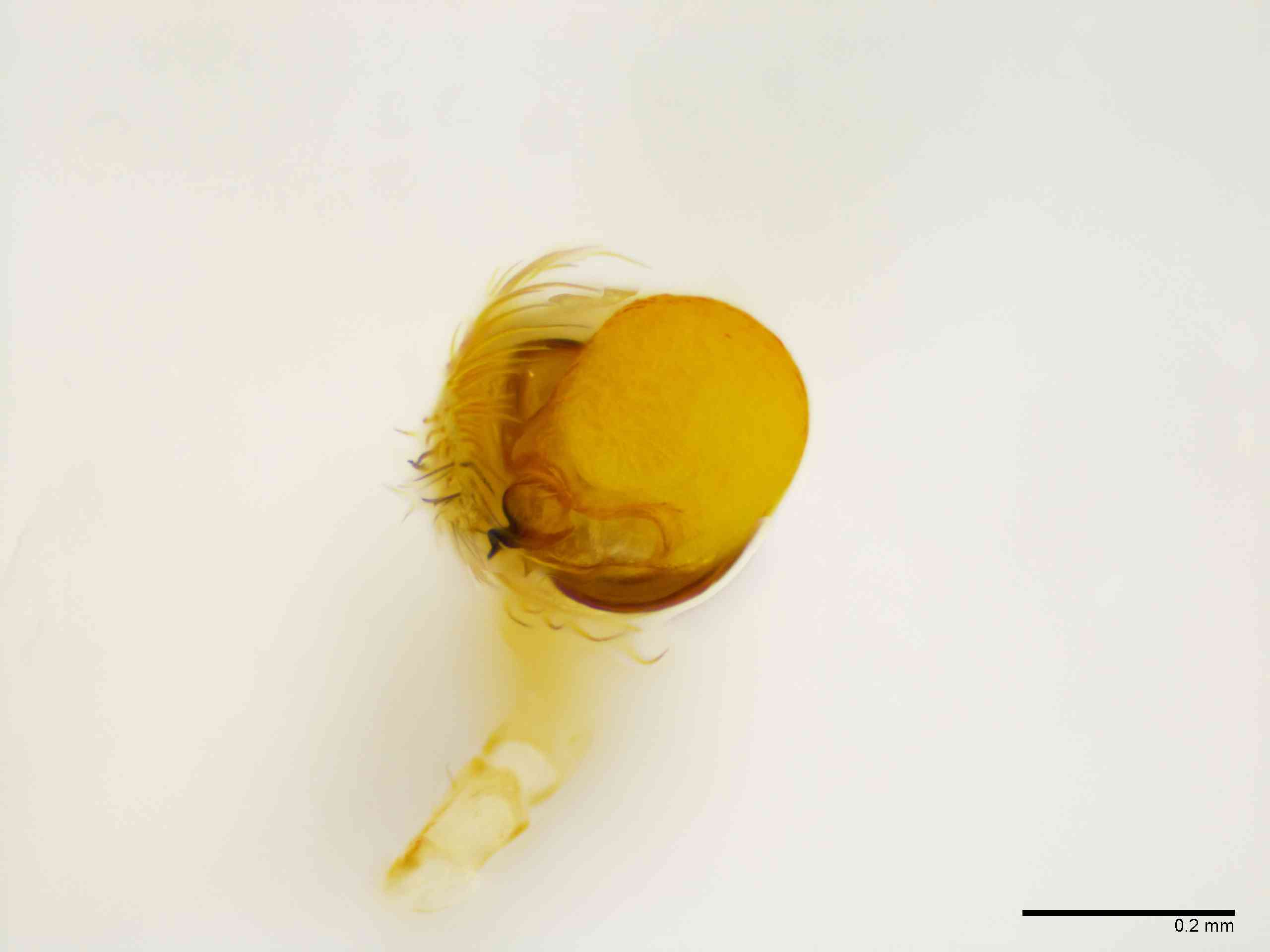 ULOBOR0230mppalvTXV293_100X_E2A.jpg