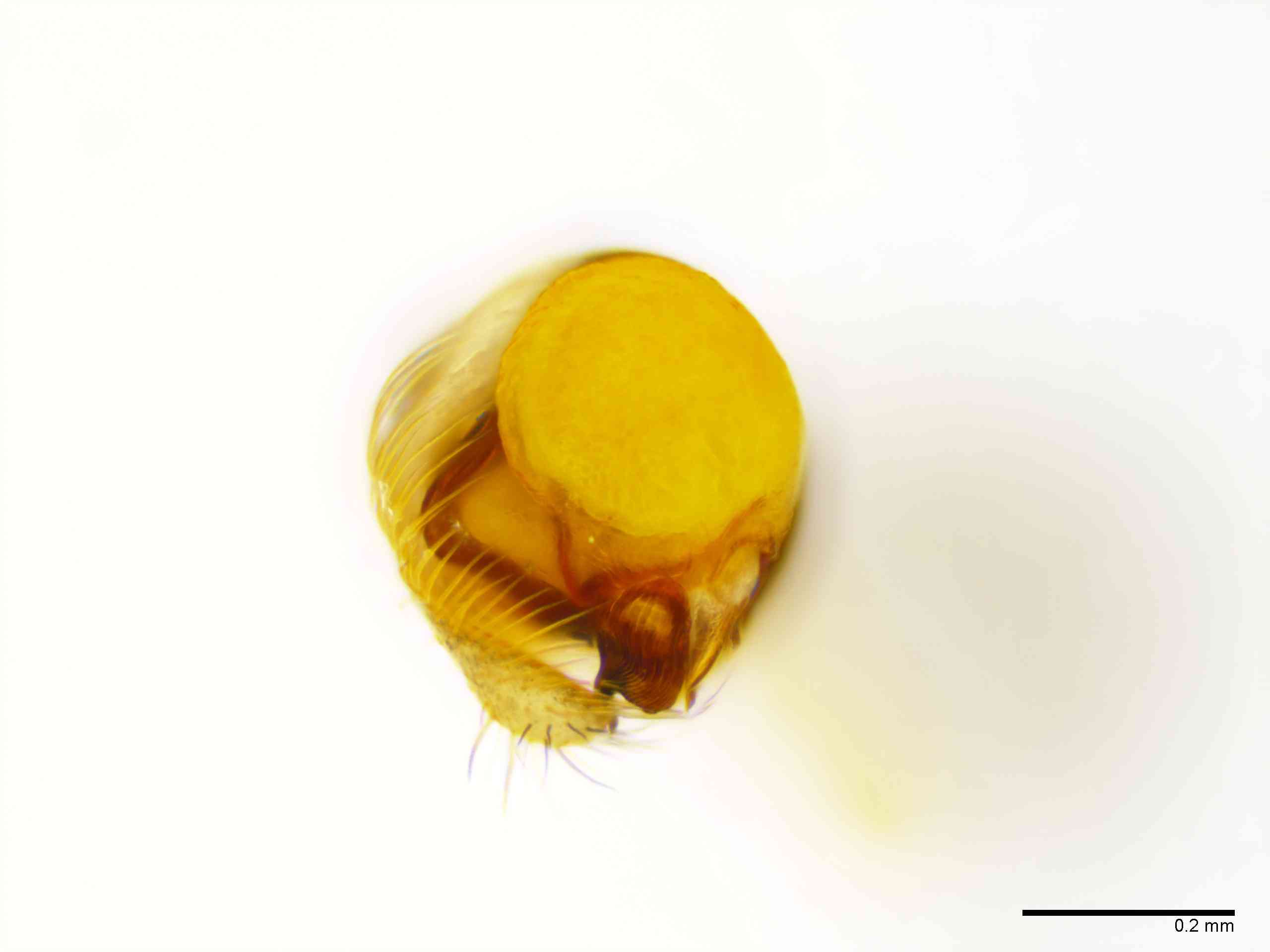 ULOBOR0231mppalvTXV290_100X_E2A.jpg