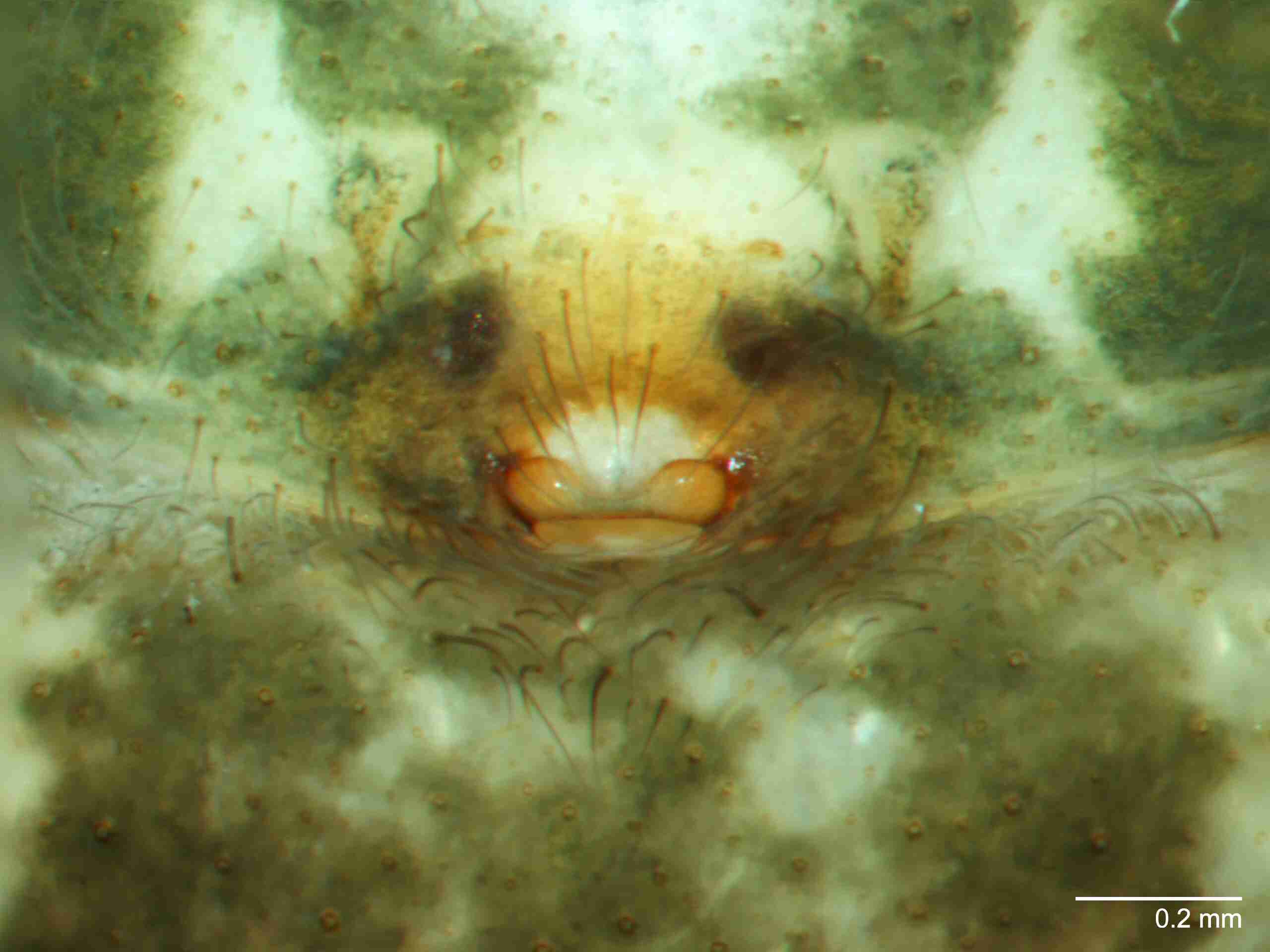 XILAGEL001fpepivJAM267_80X_Z10.jpg