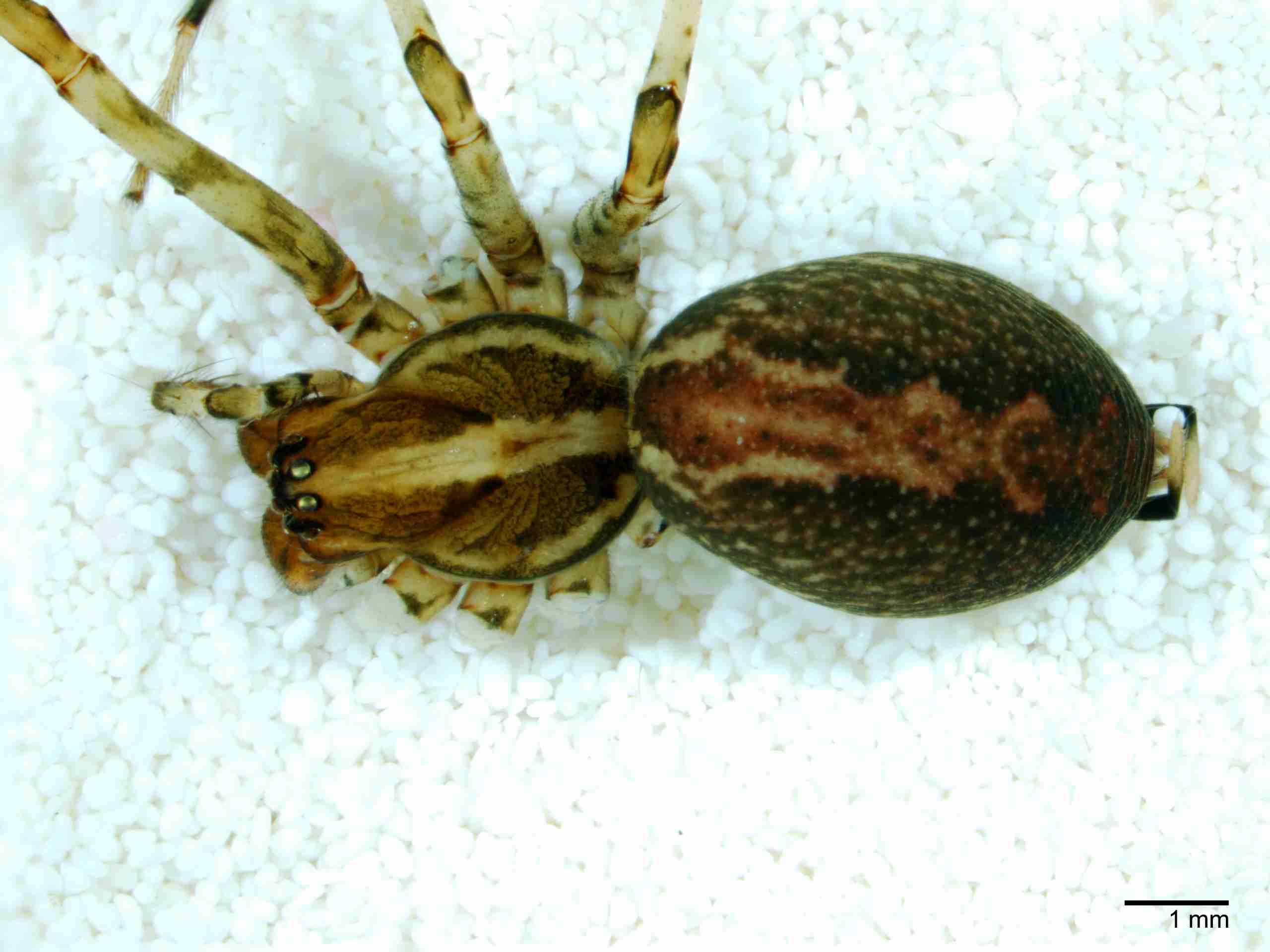 XILAGEL001fphabdJAM267_10X_Z10.jpg