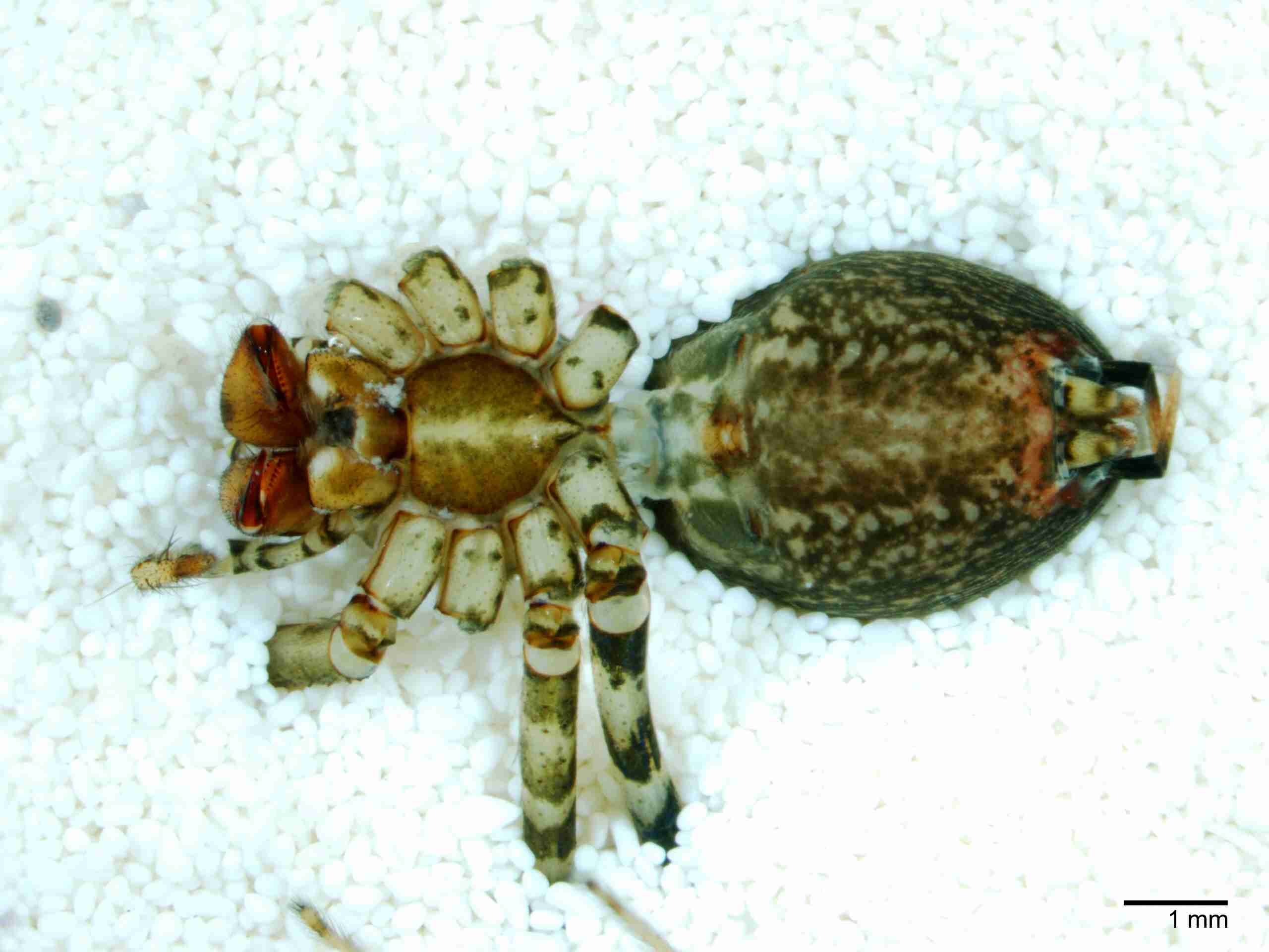 XILAGEL001fphabvJAM267_10X_Z10.jpg