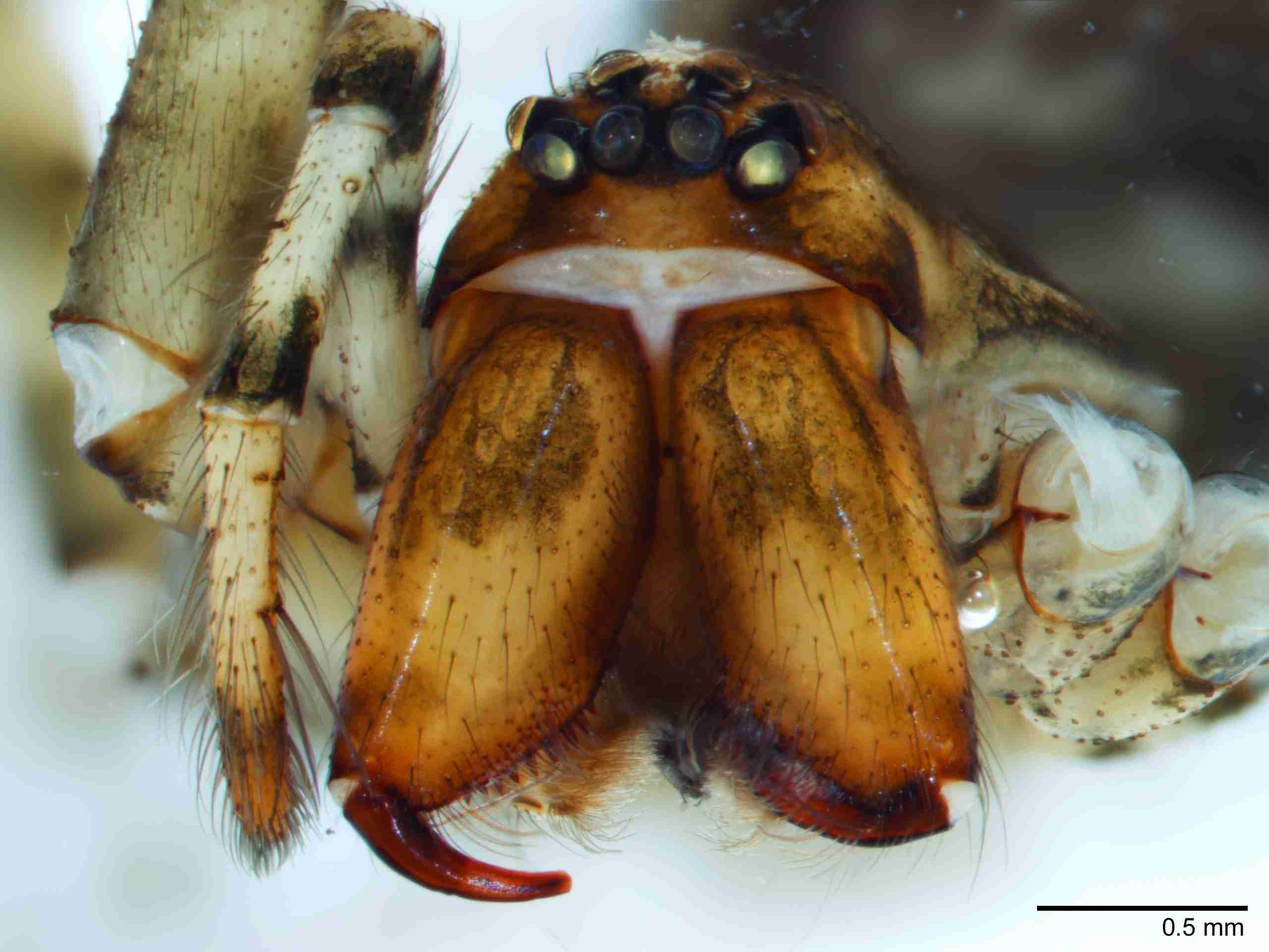 XILAGEL001fpprsaJAM267_40X_Z10.jpg