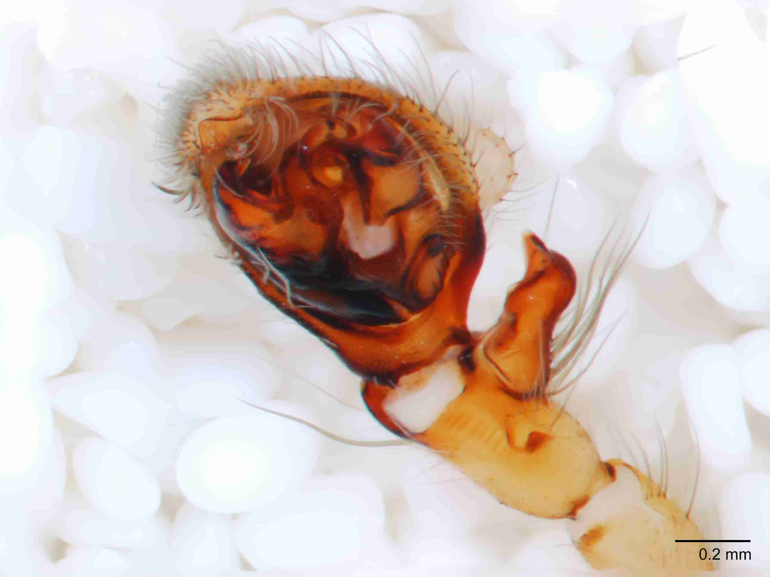 XILANYP003mppalaJAM278_60X_Z10.jpg