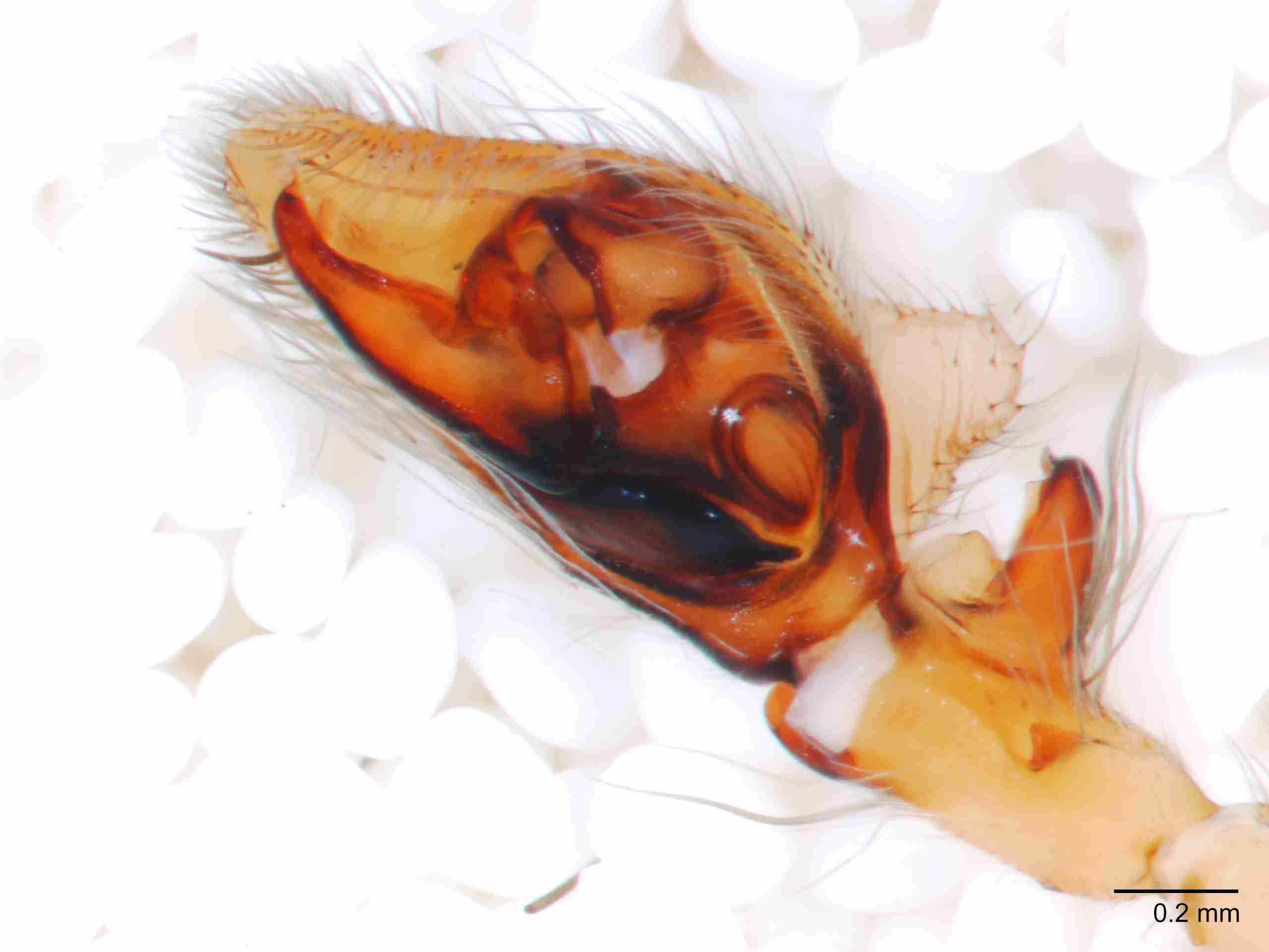 XILANYP003mppalvJAM278_60X_Z10.jpg