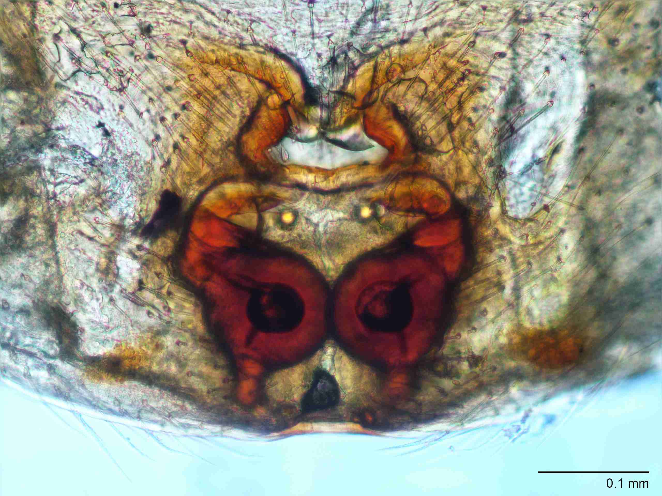 XILANYP004fpepivJAM491_200X_CAS.jpg