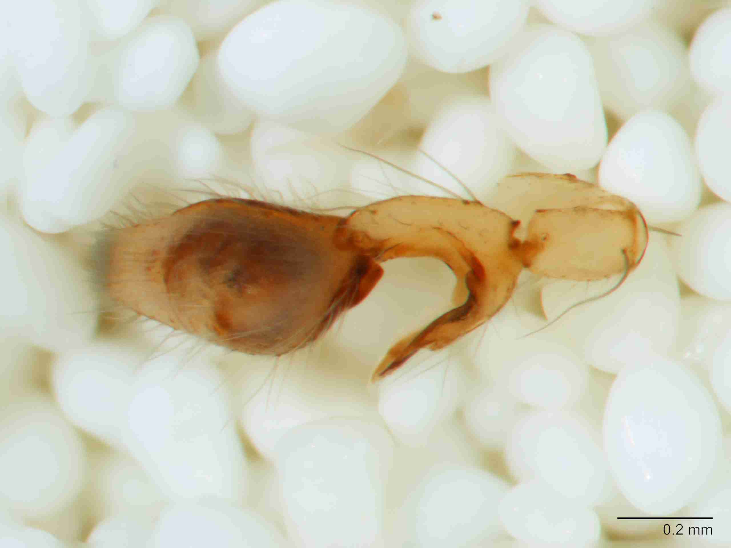 XILANYP007mppaldJAM099_80X_Z10.jpg