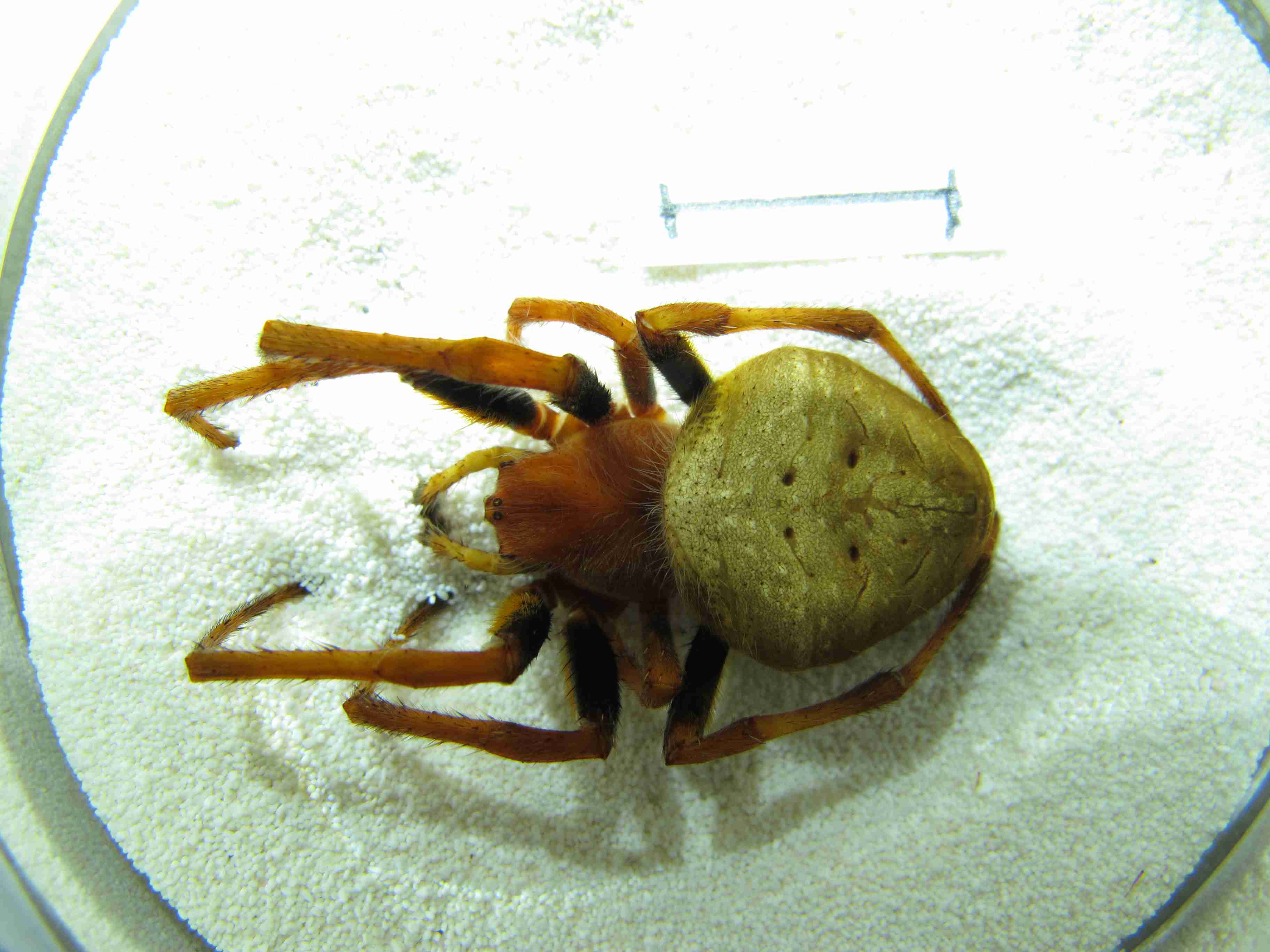 XILARAN019fphabdJAM119_00X_CAS.jpg