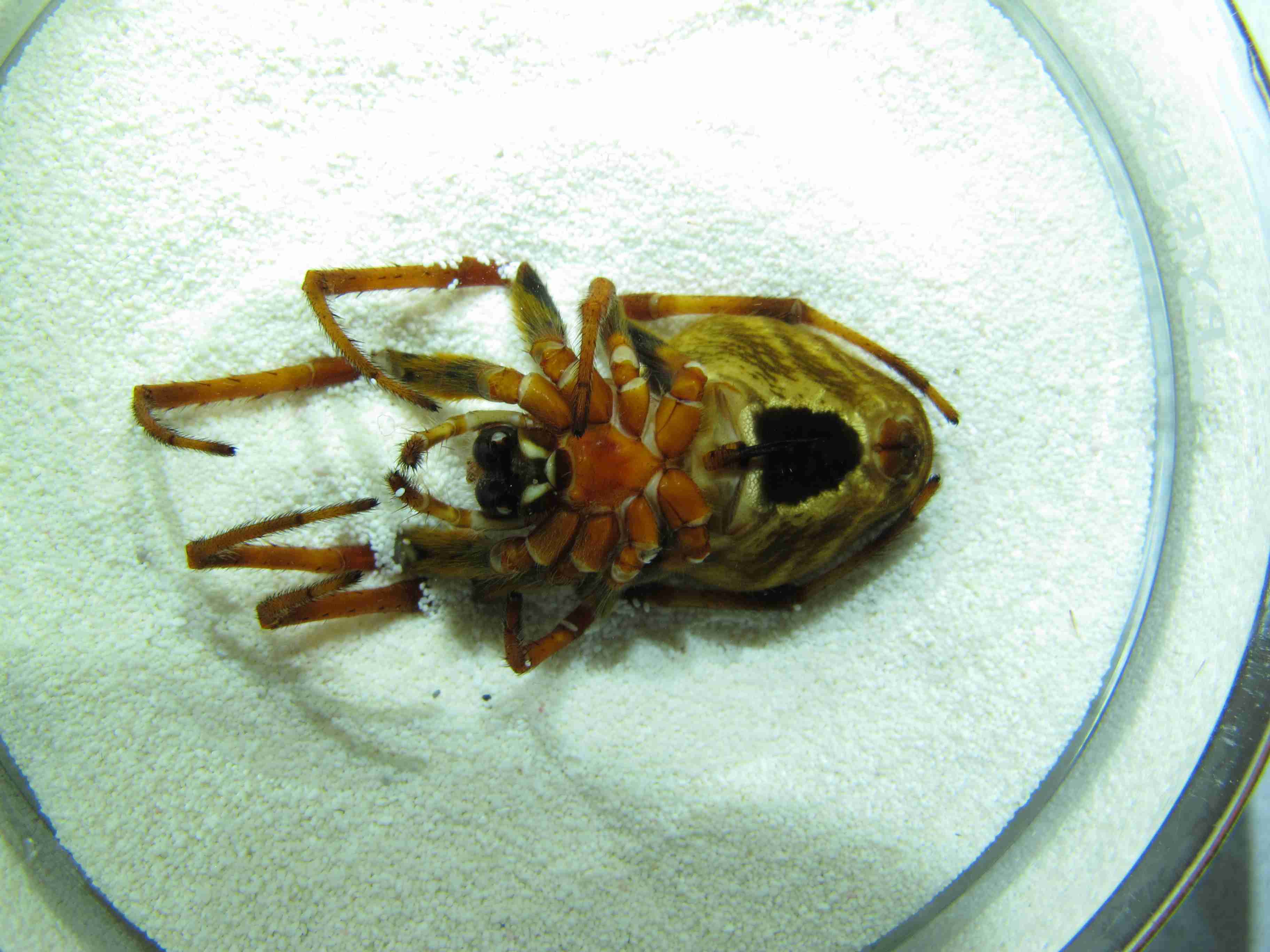 XILARAN019fphabvJAM119_00X_CAS.jpg