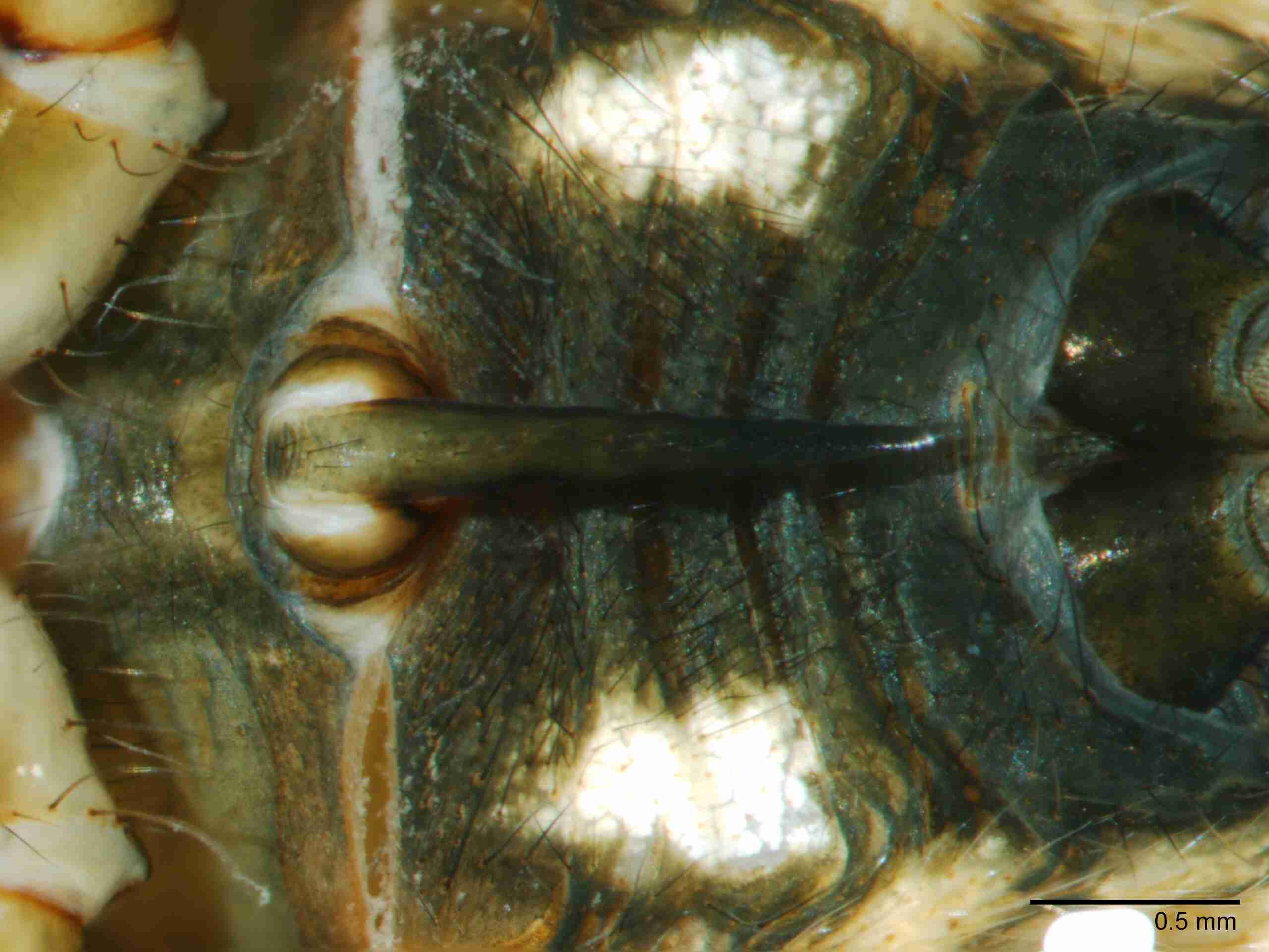 XILARAN032fpepivJAM502_40X_Z10.jpg