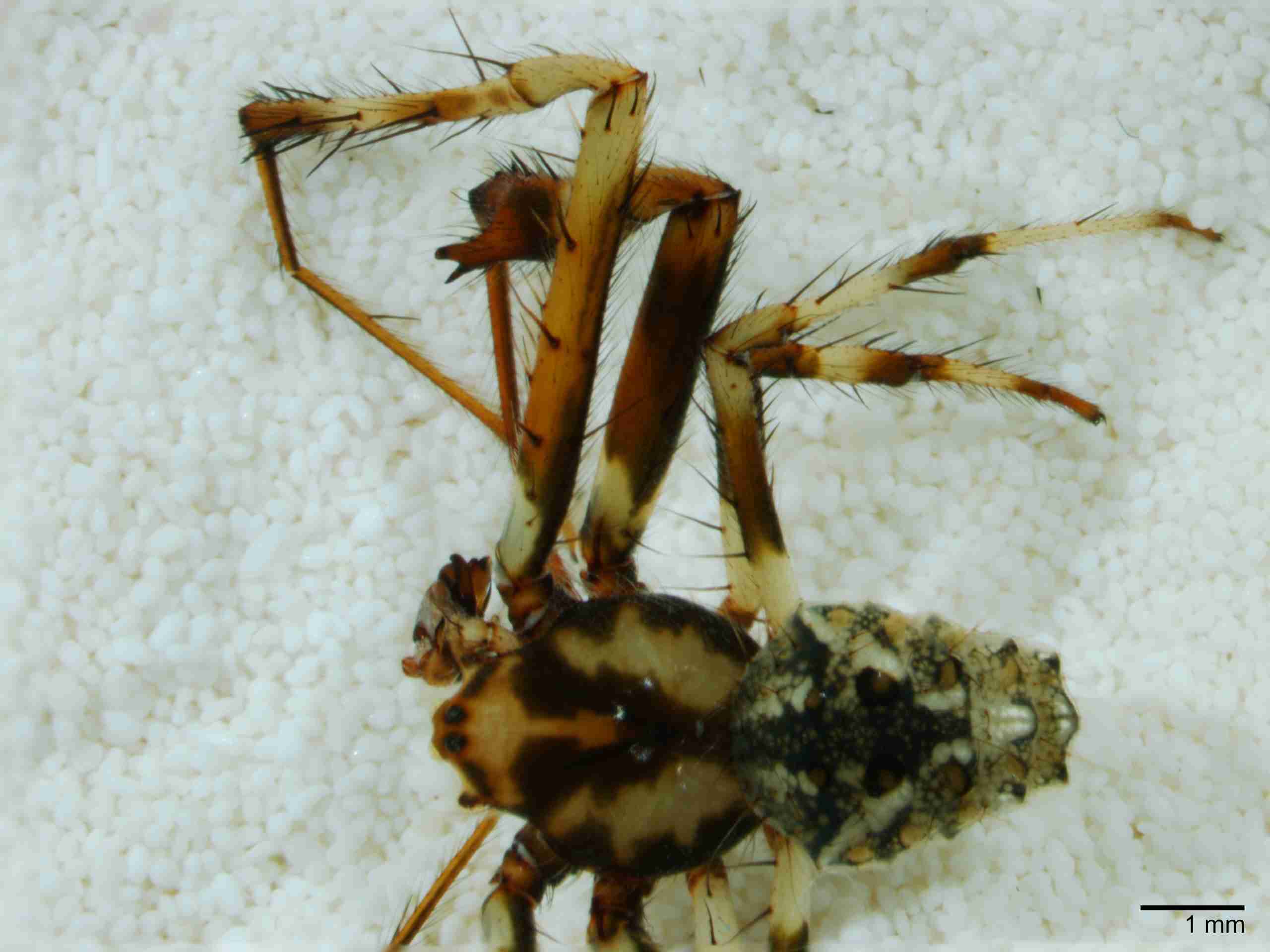 XILARAN032mphabdJAM277_10X_Z10.jpg